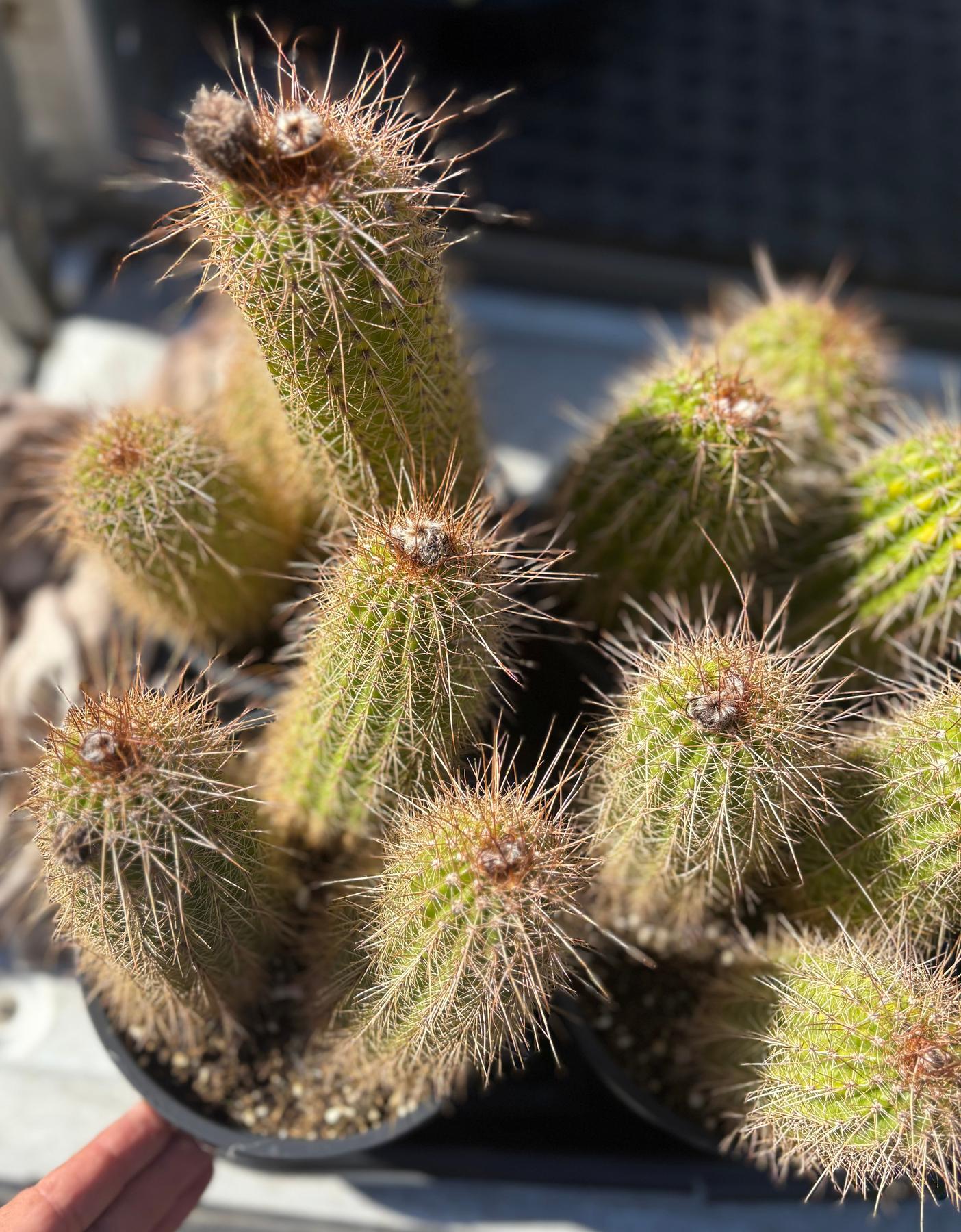 #EC400 EXACT Trichocereus Tricholobivia Chrimsonie Cactus Potted 1 gallon-Cactus - Large - Exact-The Succulent Source