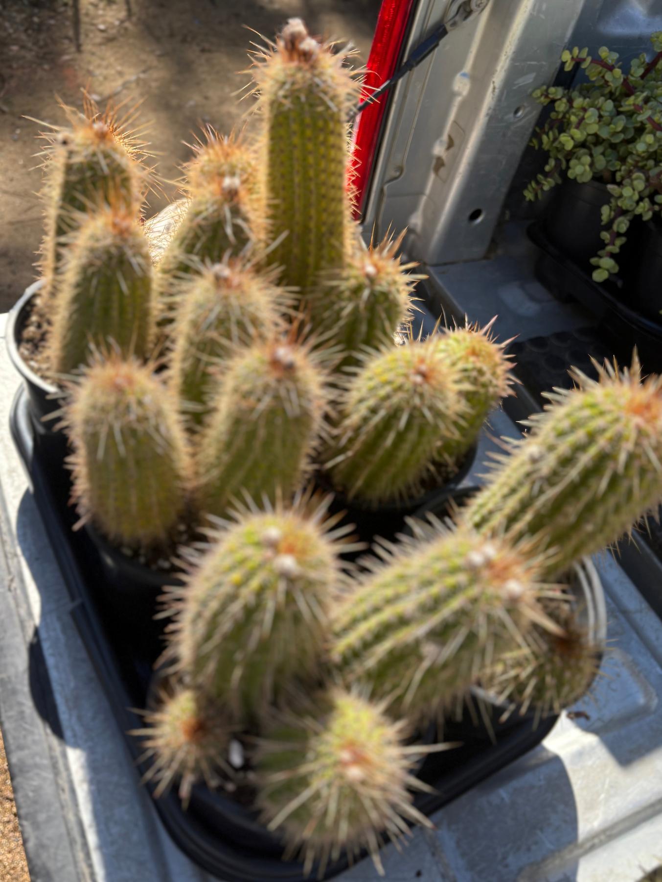 #EC400 EXACT Trichocereus Tricholobivia Chrimsonie Cactus Potted 1 gallon-Cactus - Large - Exact-The Succulent Source