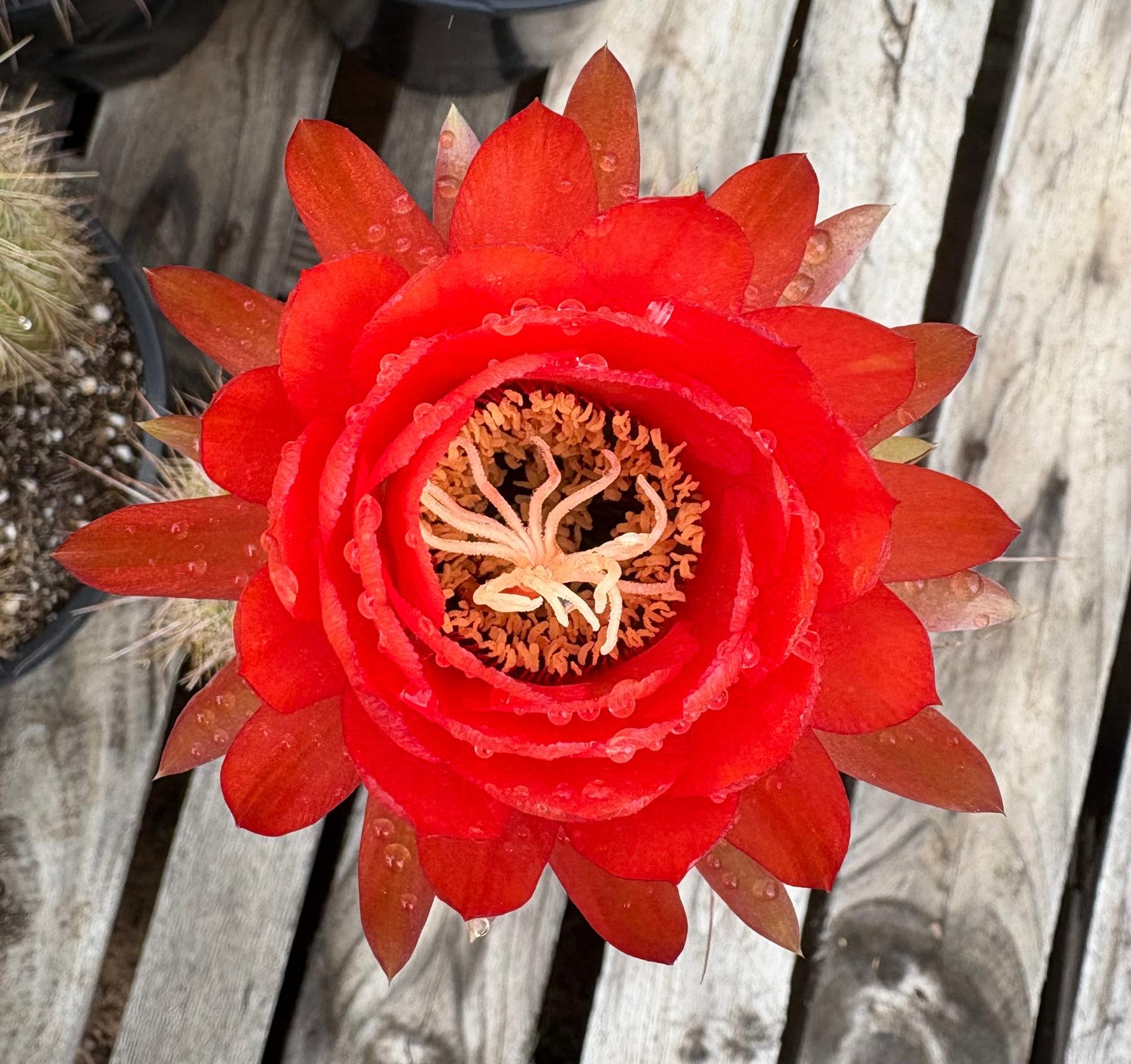 #EC400 EXACT Trichocereus Tricholobivia Crimsonie Cactus Potted 1 gallon-Cactus - Large - Exact-The Succulent Source