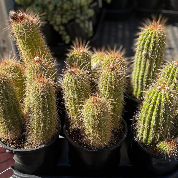 EC400-EXACT-Trichocereus-
