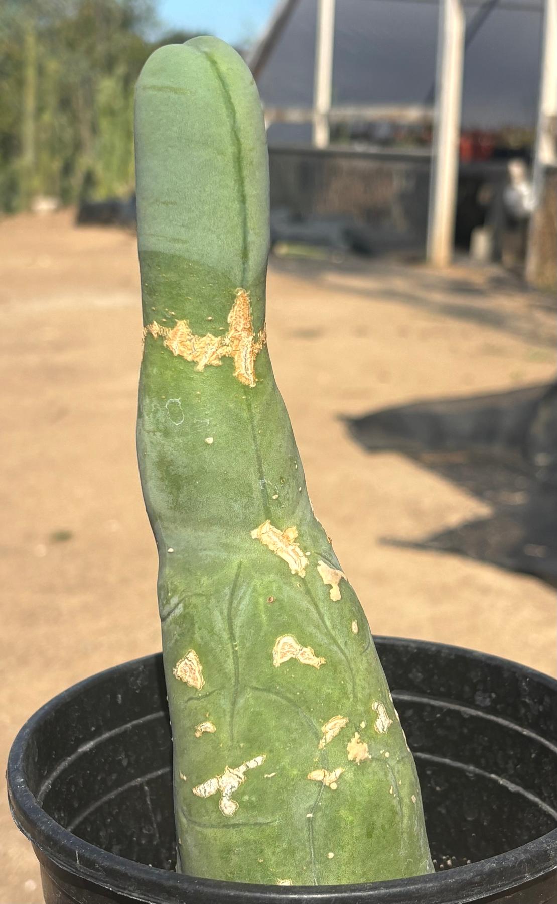 #EC41 EXACT Trichocereus Bridgesii Monstrose Penis Cactus Long Form 10.5”-Cactus - Large - Exact-The Succulent Source