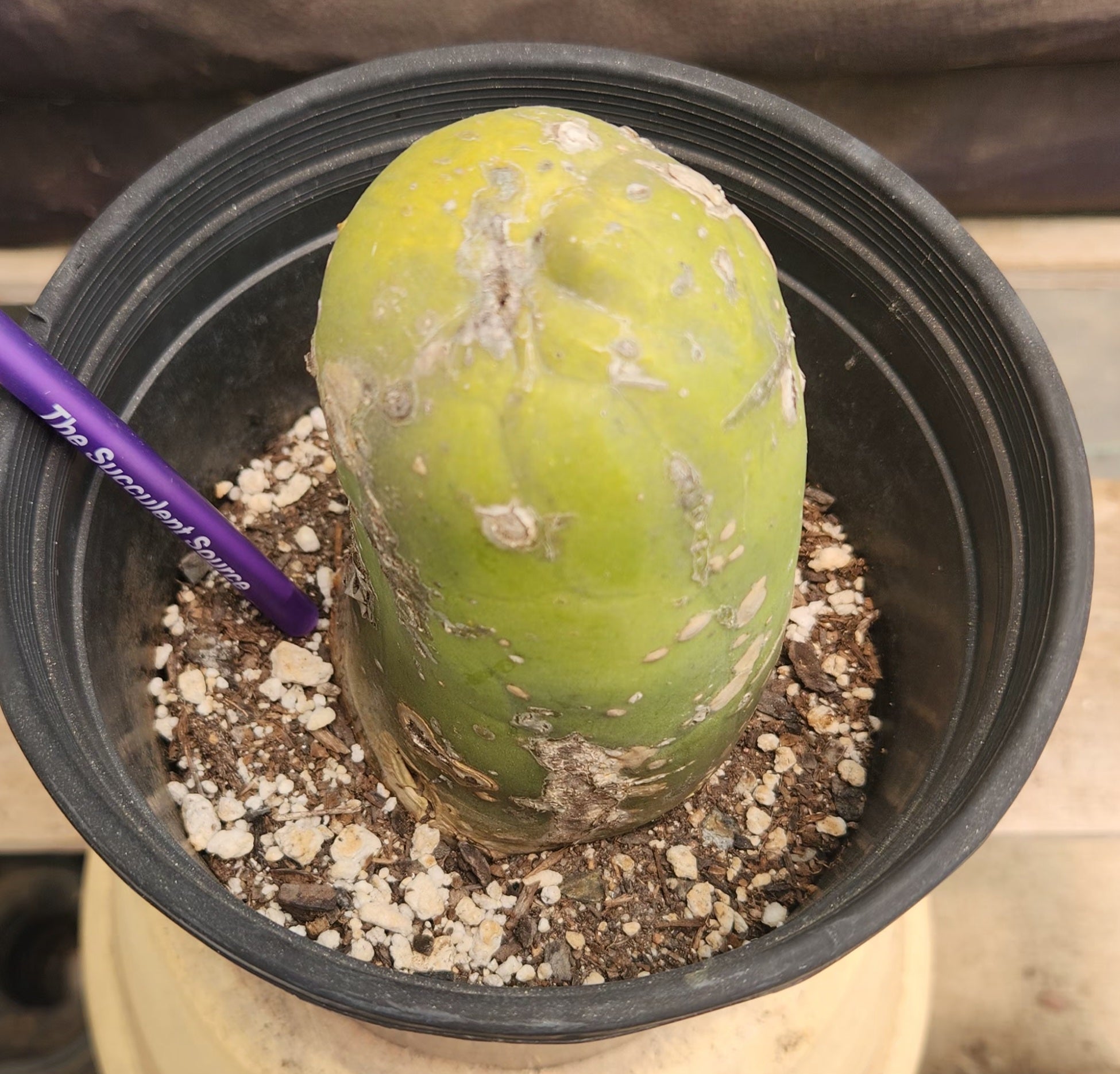 #EC41 EXACT Trichocereus Bridgesii Monstrose Penis Cactus Long Form 5.5"-Cactus - Large - Exact-The Succulent Source