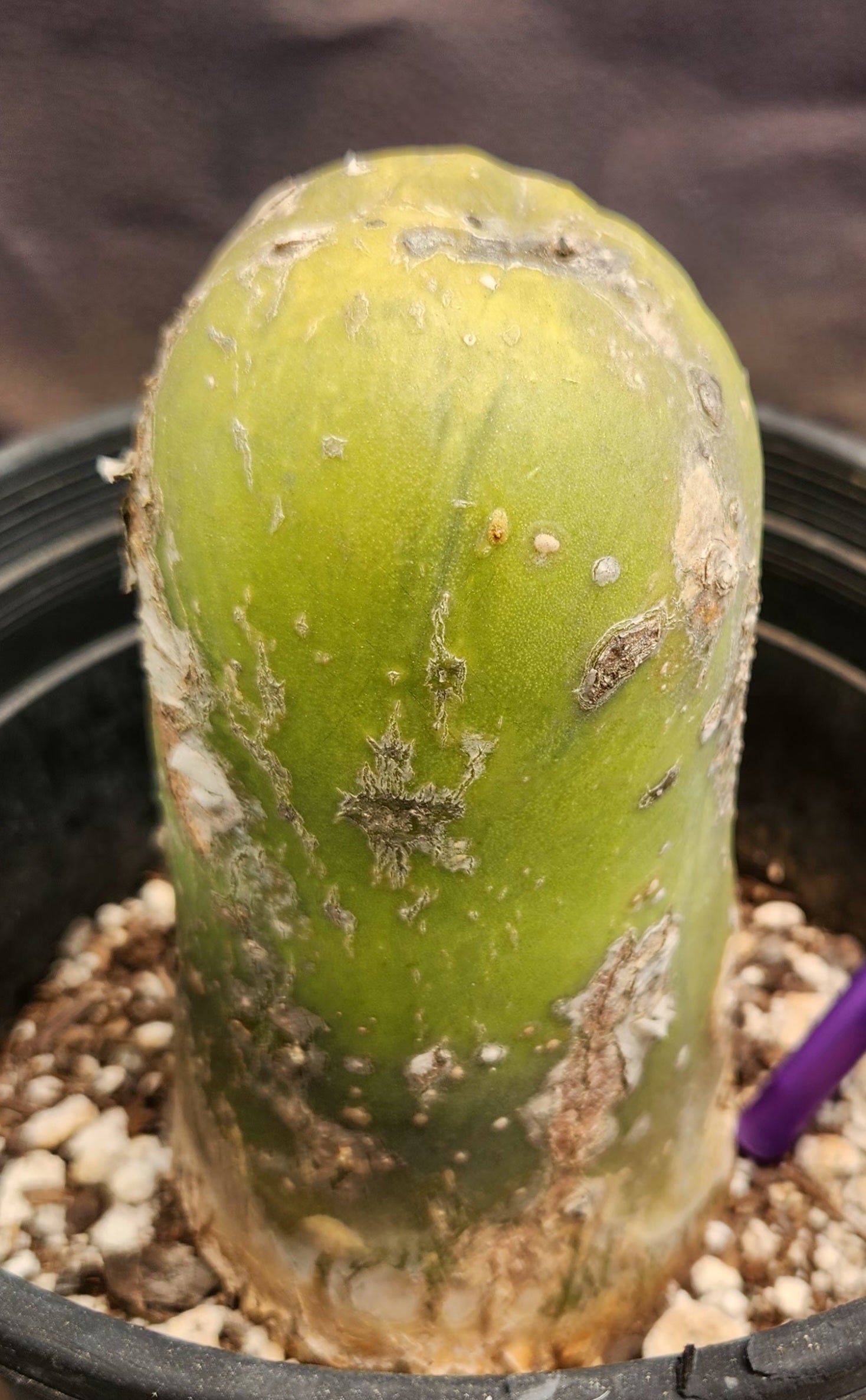 #EC41 EXACT Trichocereus Bridgesii Monstrose Penis Cactus Long Form 5.5"-Cactus - Large - Exact-The Succulent Source