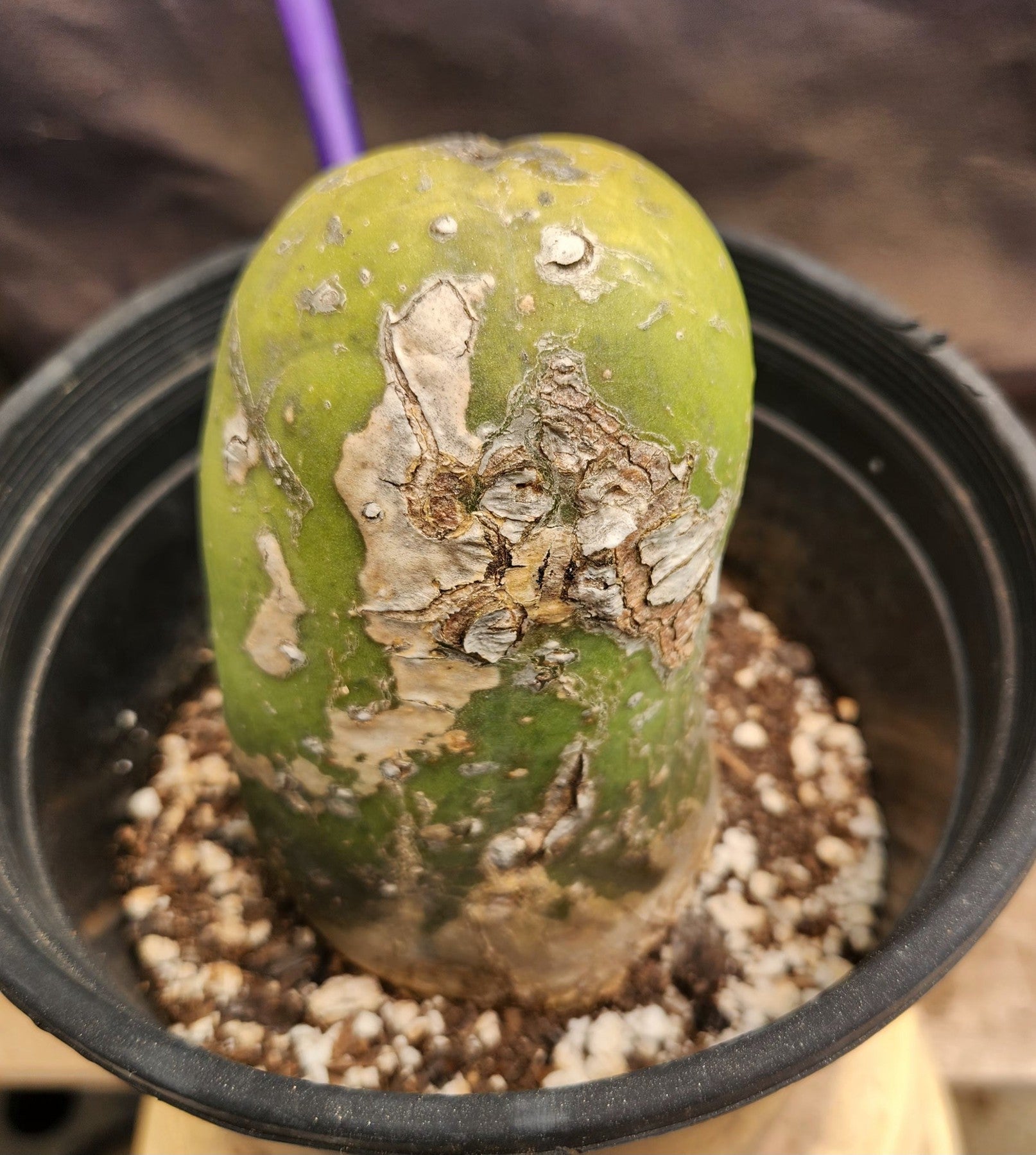 #EC41 EXACT Trichocereus Bridgesii Monstrose Penis Cactus Long Form 5.5"-Cactus - Large - Exact-The Succulent Source