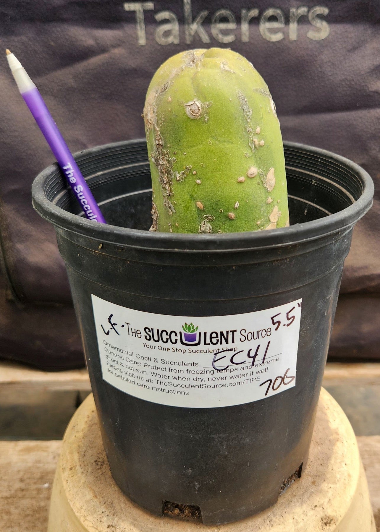 #EC41 EXACT Trichocereus Bridgesii Monstrose Penis Cactus Long Form 5.5"-Cactus - Large - Exact-The Succulent Source