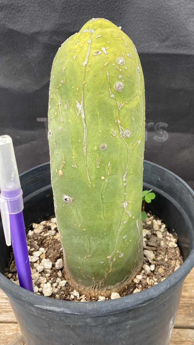 #EC41 EXACT Trichocereus Bridgesii Monstrose Penis Cactus Long Form 7.5"