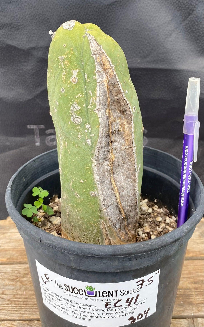 #EC41 EXACT Trichocereus Bridgesii Monstrose Penis Cactus Long Form 7.5"