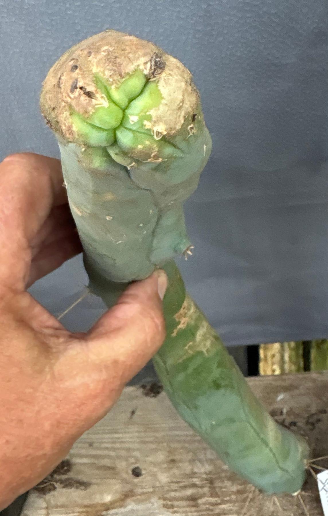 #EC41 EXACT Trichocereus Bridgesii Monstrose TBM Penis Cactus Long Form 19.5” cutting-Cactus - Large - Exact-The Succulent Source