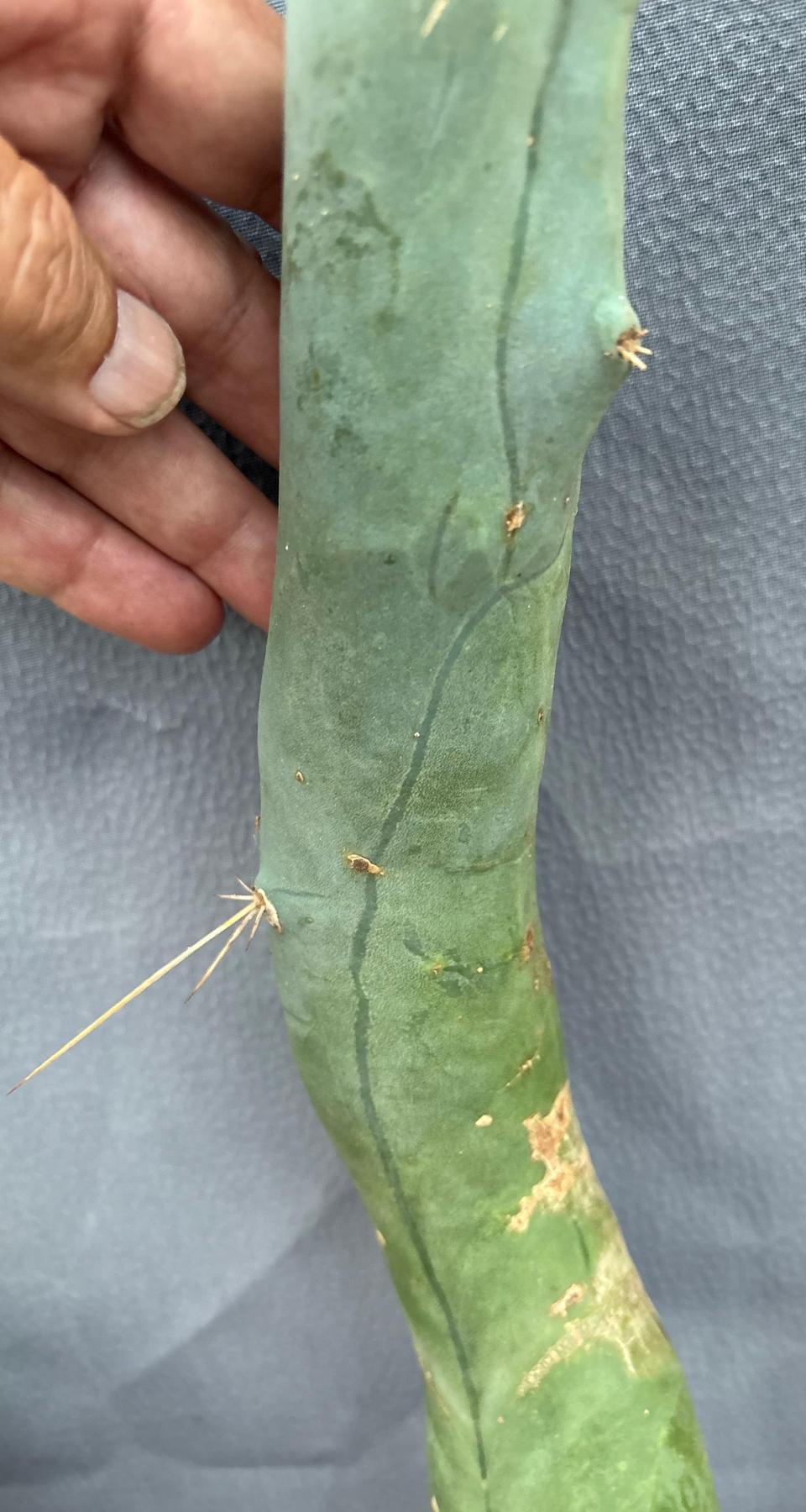 #EC41 EXACT Trichocereus Bridgesii Monstrose TBM Penis Cactus Long Form 19.5” cutting-Cactus - Large - Exact-The Succulent Source