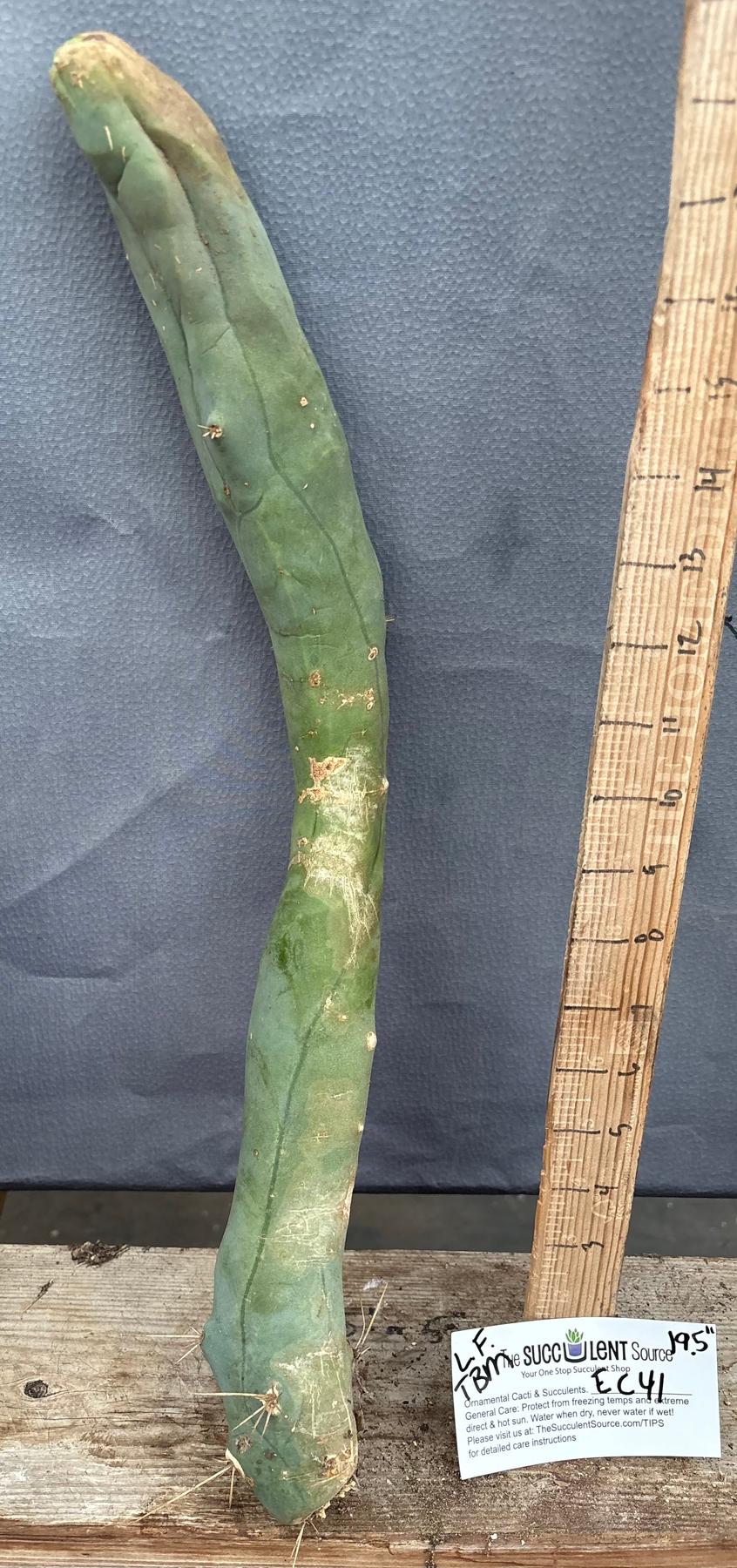 #EC41 EXACT Trichocereus Bridgesii Monstrose TBM Penis Cactus Long Form 19.5” cutting-Cactus - Large - Exact-The Succulent Source