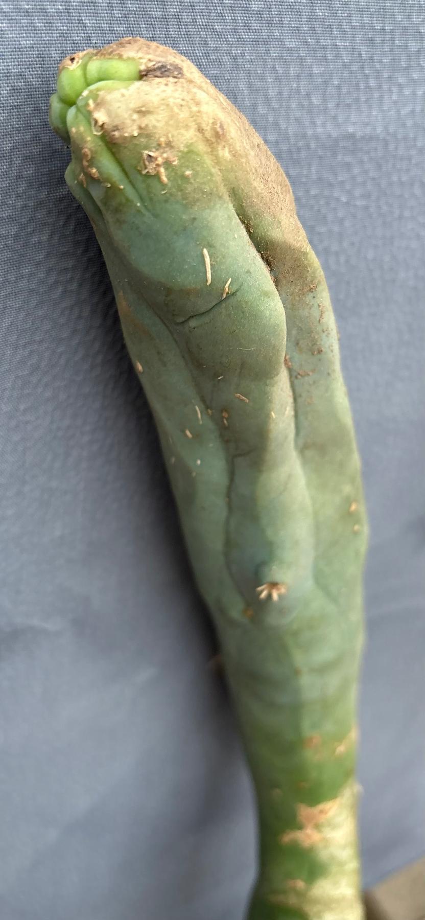 #EC41 EXACT Trichocereus Bridgesii Monstrose TBM Penis Cactus Long Form 19.5” cutting-Cactus - Large - Exact-The Succulent Source