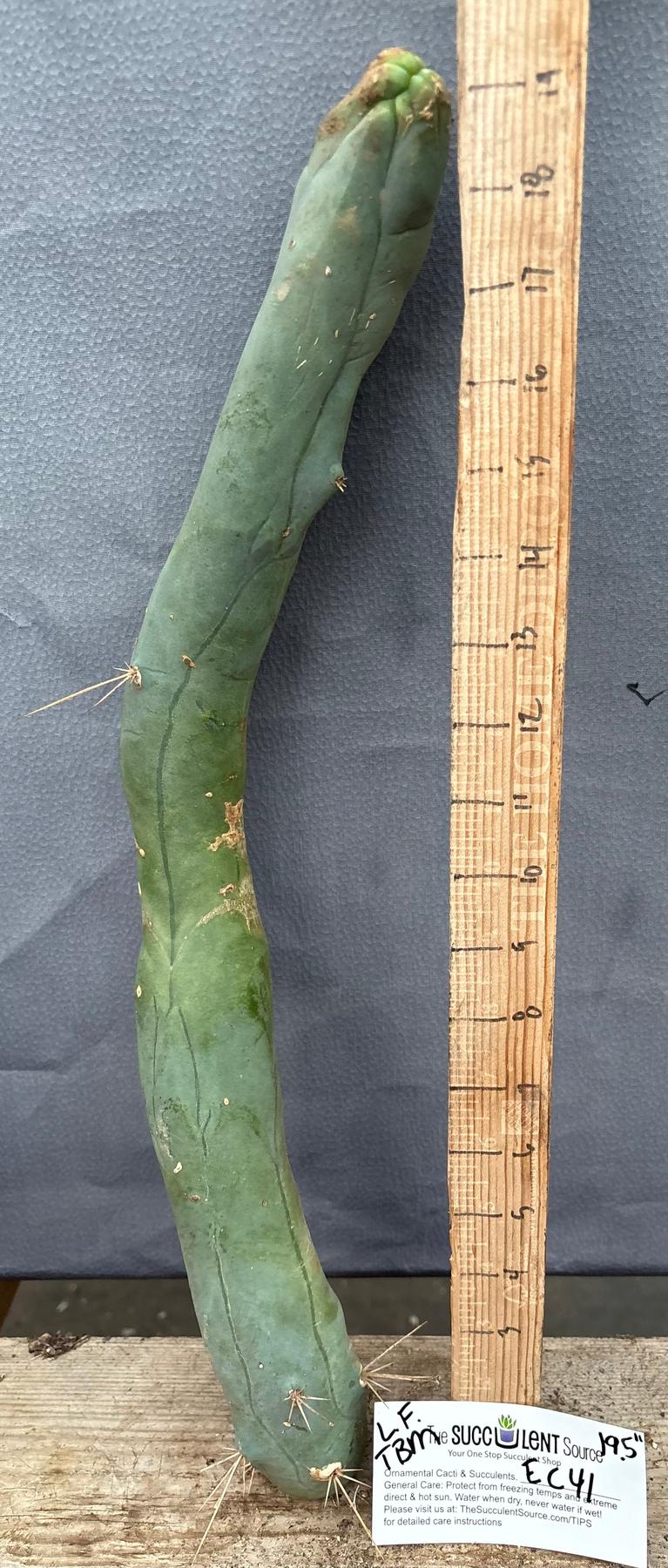 #EC41 EXACT Trichocereus Bridgesii Monstrose TBM Penis Cactus Long Form 19.5” cutting-Cactus - Large - Exact-The Succulent Source