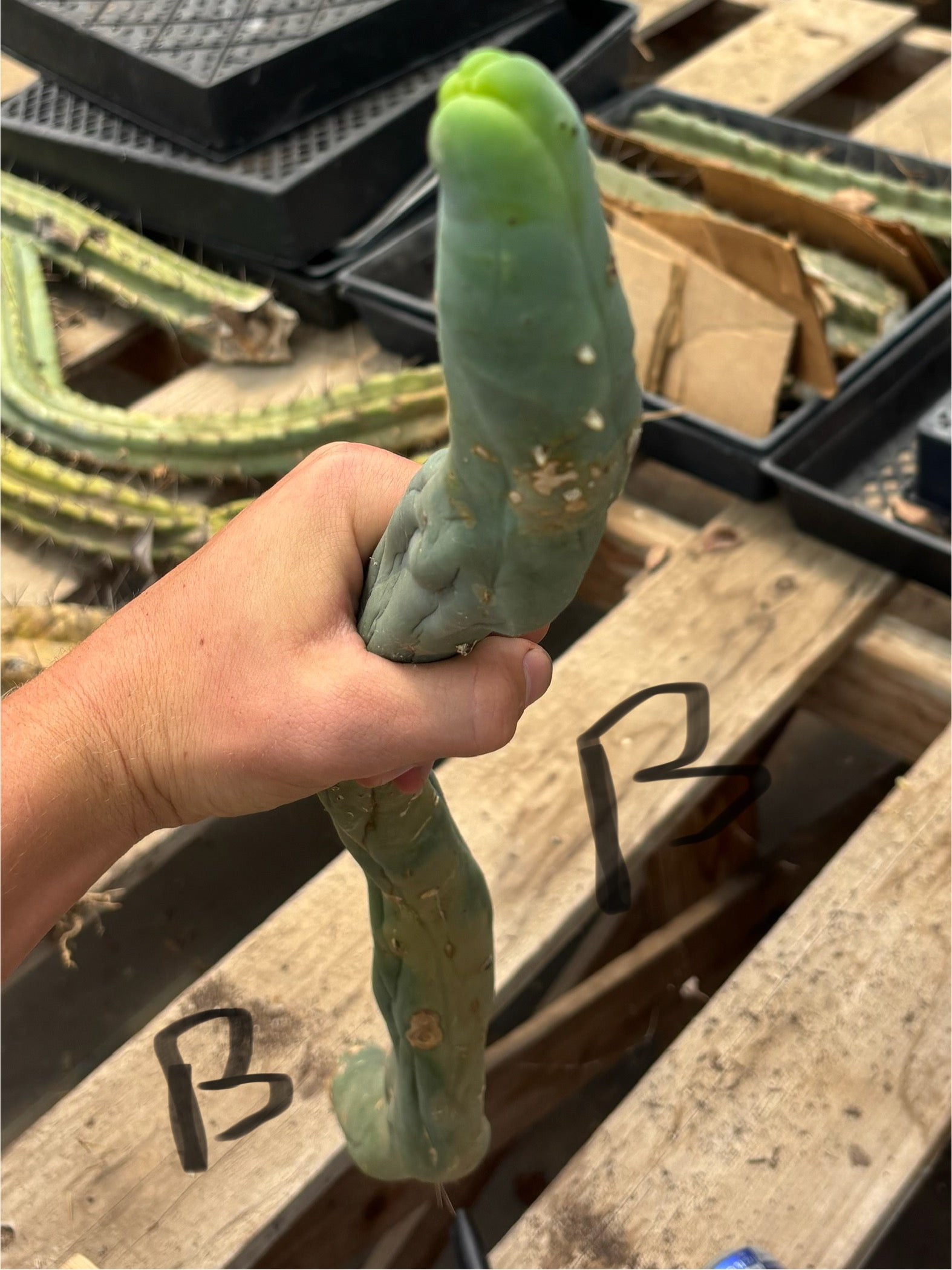 #EC41 EXACT Trichocereus Bridgesii Monstrose TBM Penis Cactus Long Form cuttings-Cactus - Large - Exact-The Succulent Source