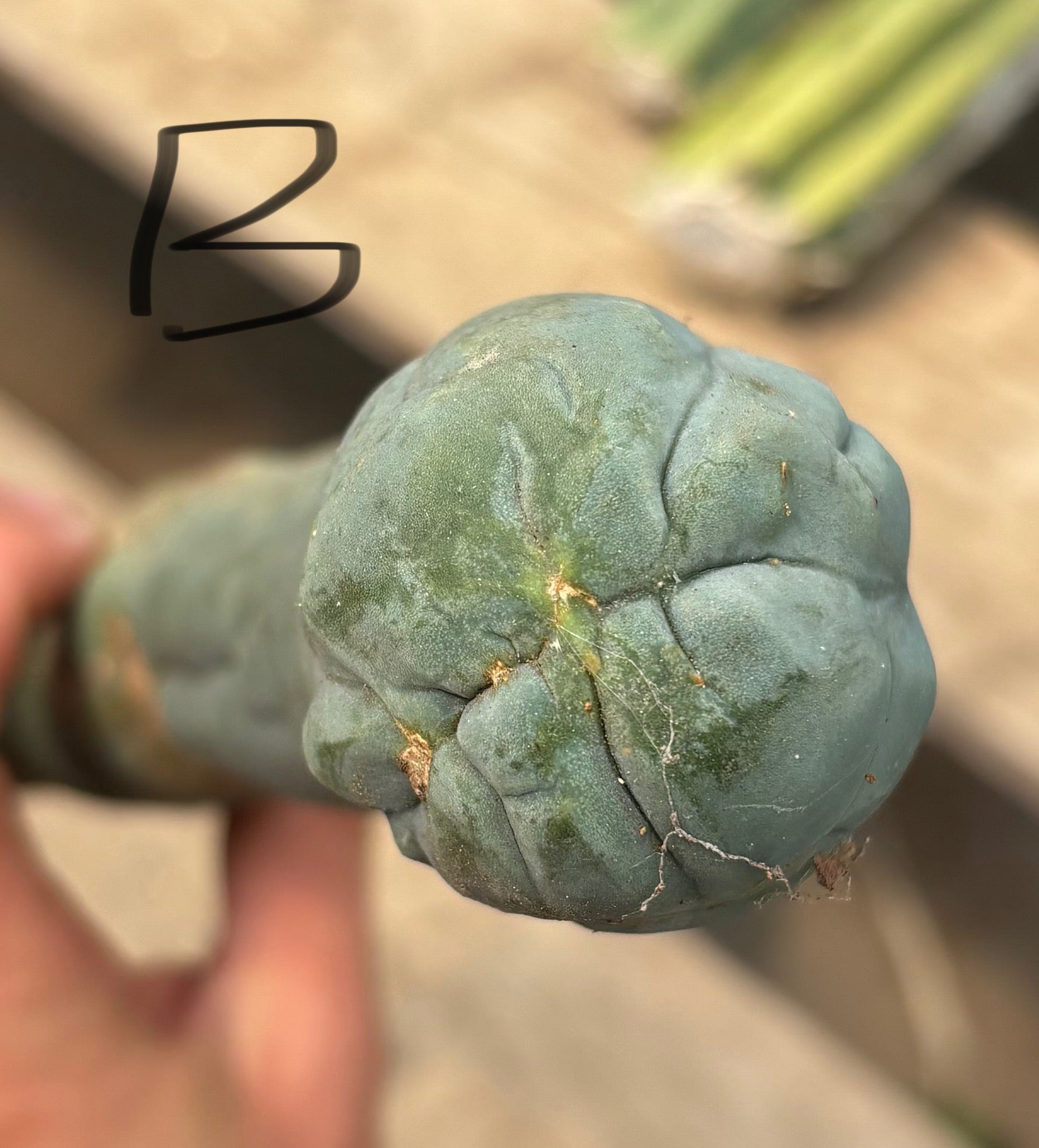 #EC41 EXACT Trichocereus Bridgesii Monstrose TBM Penis Cactus Long Form cuttings-Cactus - Large - Exact-The Succulent Source