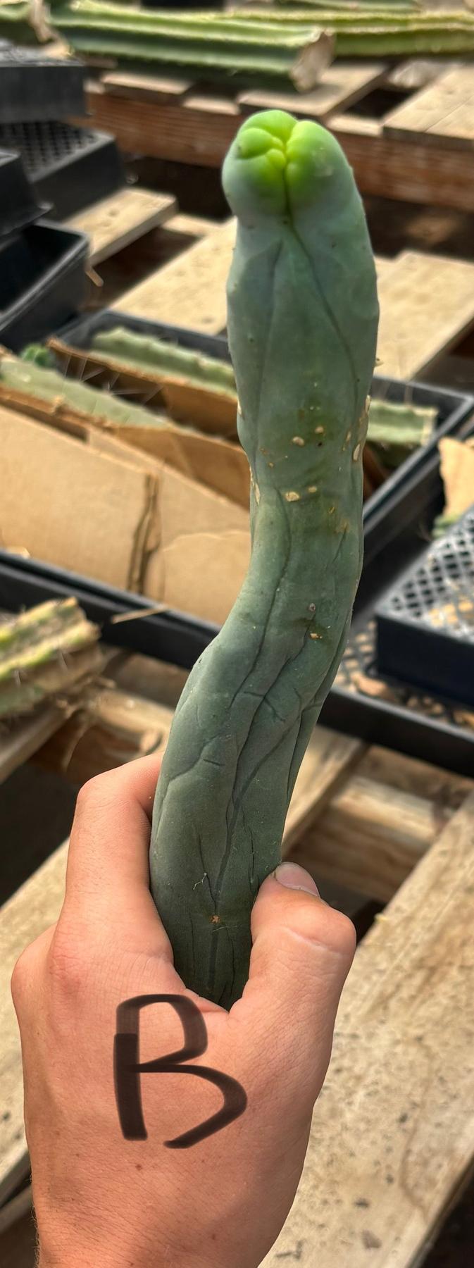 #EC41 EXACT Trichocereus Bridgesii Monstrose TBM Penis Cactus Long Form cuttings-Cactus - Large - Exact-The Succulent Source
