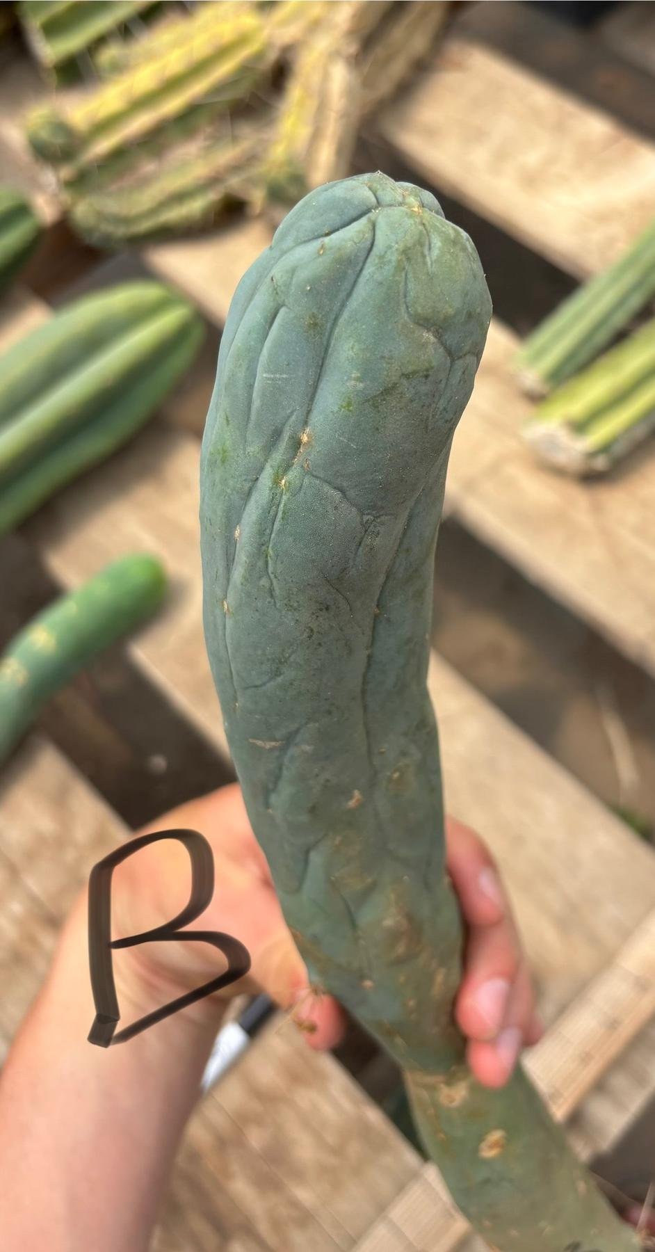 #EC41 EXACT Trichocereus Bridgesii Monstrose TBM Penis Cactus Long Form cuttings-Cactus - Large - Exact-The Succulent Source