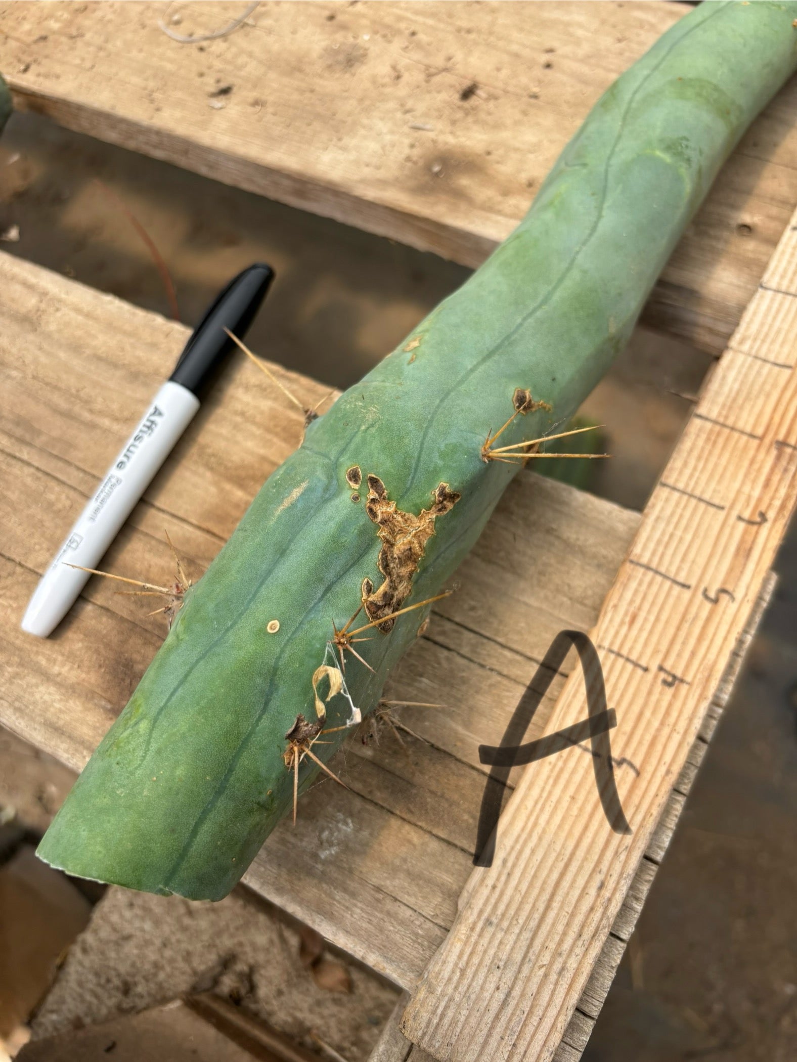 #EC41 EXACT Trichocereus Bridgesii Monstrose TBM Penis Cactus Long Form cuttings-Cactus - Large - Exact-The Succulent Source