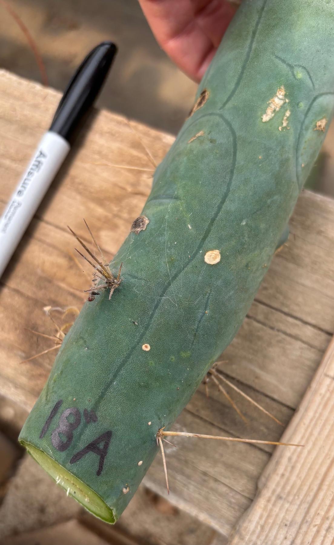 #EC41 EXACT Trichocereus Bridgesii Monstrose TBM Penis Cactus Long Form cuttings-Cactus - Large - Exact-The Succulent Source