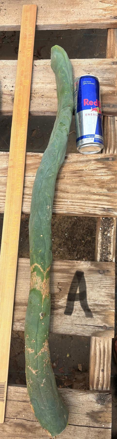 #EC41 EXACT Trichocereus Bridgesii Monstrose TBM Penis Cactus Long Form cuttings-Cactus - Large - Exact-The Succulent Source