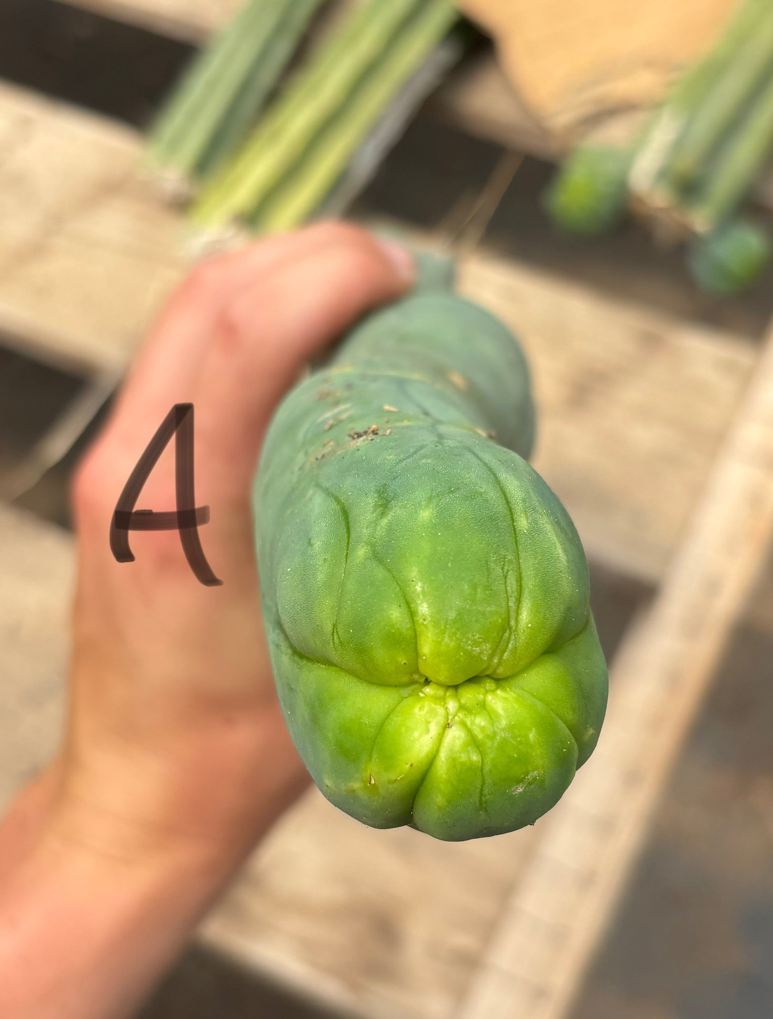 #EC41 EXACT Trichocereus Bridgesii Monstrose TBM Penis Cactus Long Form cuttings-Cactus - Large - Exact-The Succulent Source