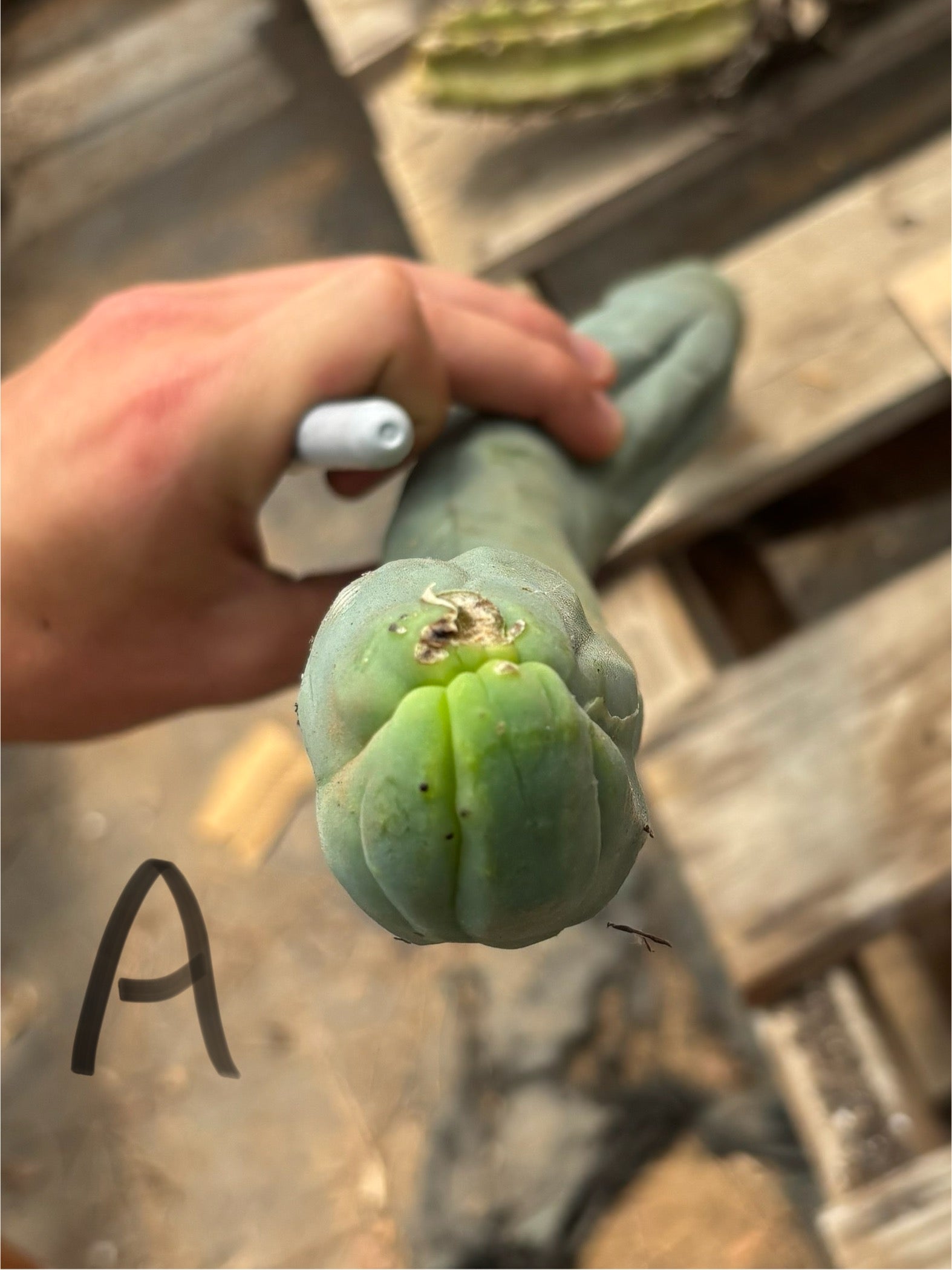 #EC41 EXACT Trichocereus Bridgesii Monstrose TBM Penis Cactus Long Form cuttings-Cactus - Large - Exact-The Succulent Source