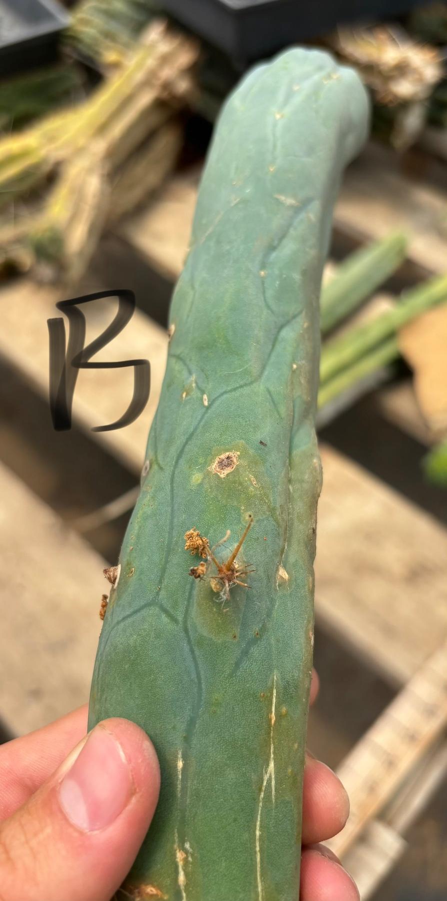 #EC41 EXACT Trichocereus Bridgesii Monstrose TBM Penis Cactus Long Form cuttings-Cactus - Large - Exact-The Succulent Source