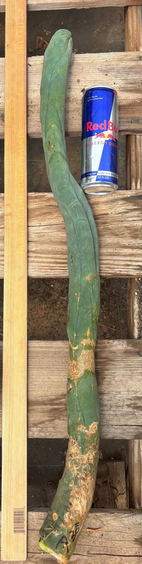 #EC41 EXACT Trichocereus Bridgesii Monstrose TBM Penis Cactus Long Form cuttings-Cactus - Large - Exact-The Succulent Source