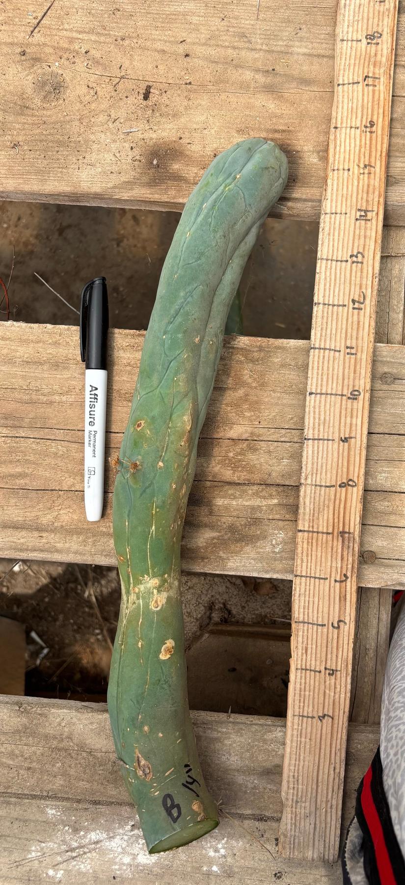 #EC41 EXACT Trichocereus Bridgesii Monstrose TBM Penis Cactus Long Form cuttings-Cactus - Large - Exact-The Succulent Source