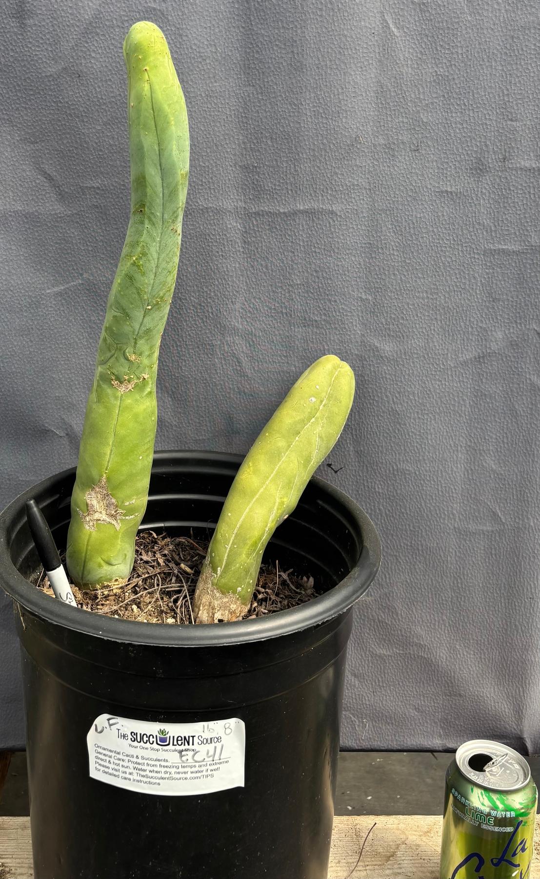 #EC41 EXACT Trichocereus Bridgesii Monstrose TBM Penis Cactus Long Form x 2-Cactus - Large - Exact-The Succulent Source