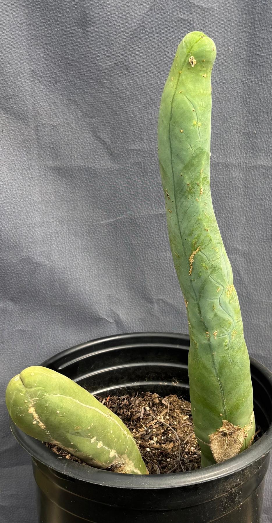 #EC41 EXACT Trichocereus Bridgesii Monstrose TBM Penis Cactus Long Form x 2-Cactus - Large - Exact-The Succulent Source