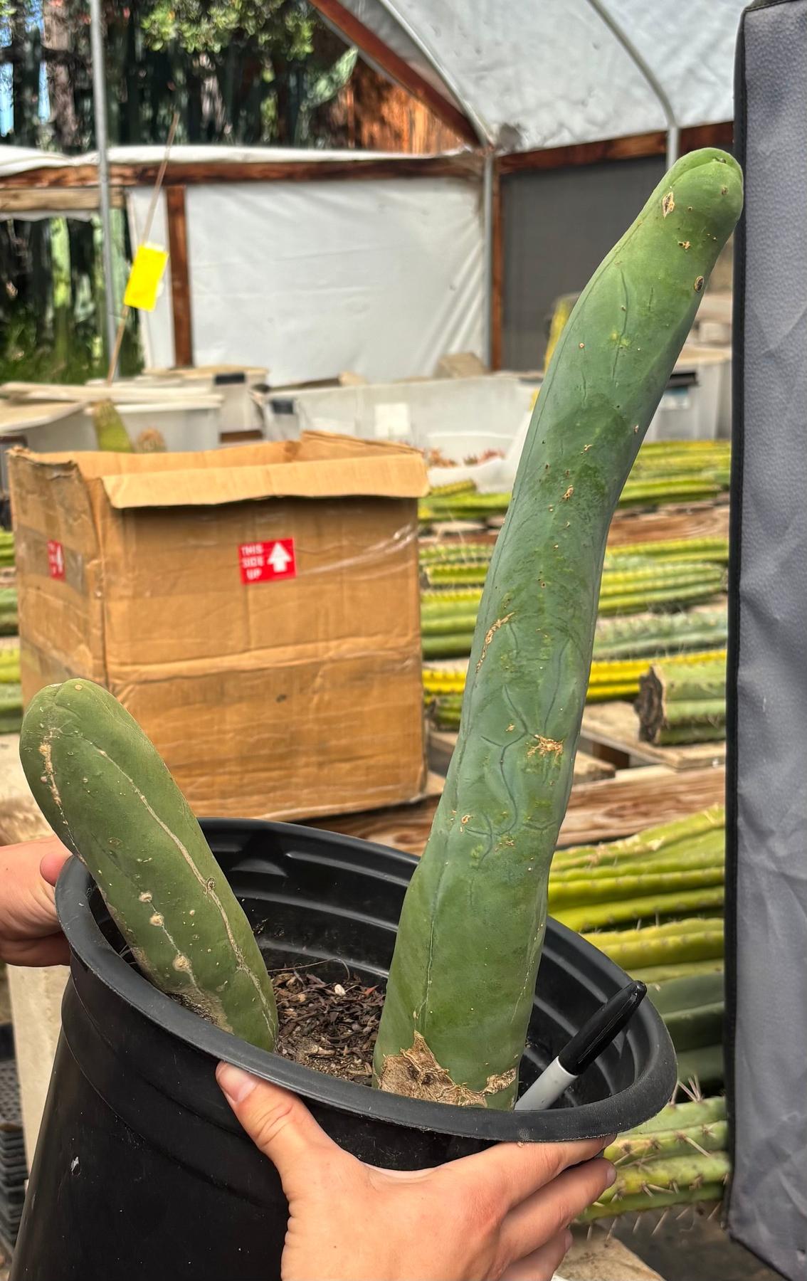 #EC41 EXACT Trichocereus Bridgesii Monstrose TBM Penis Cactus Long Form x 2-Cactus - Large - Exact-The Succulent Source
