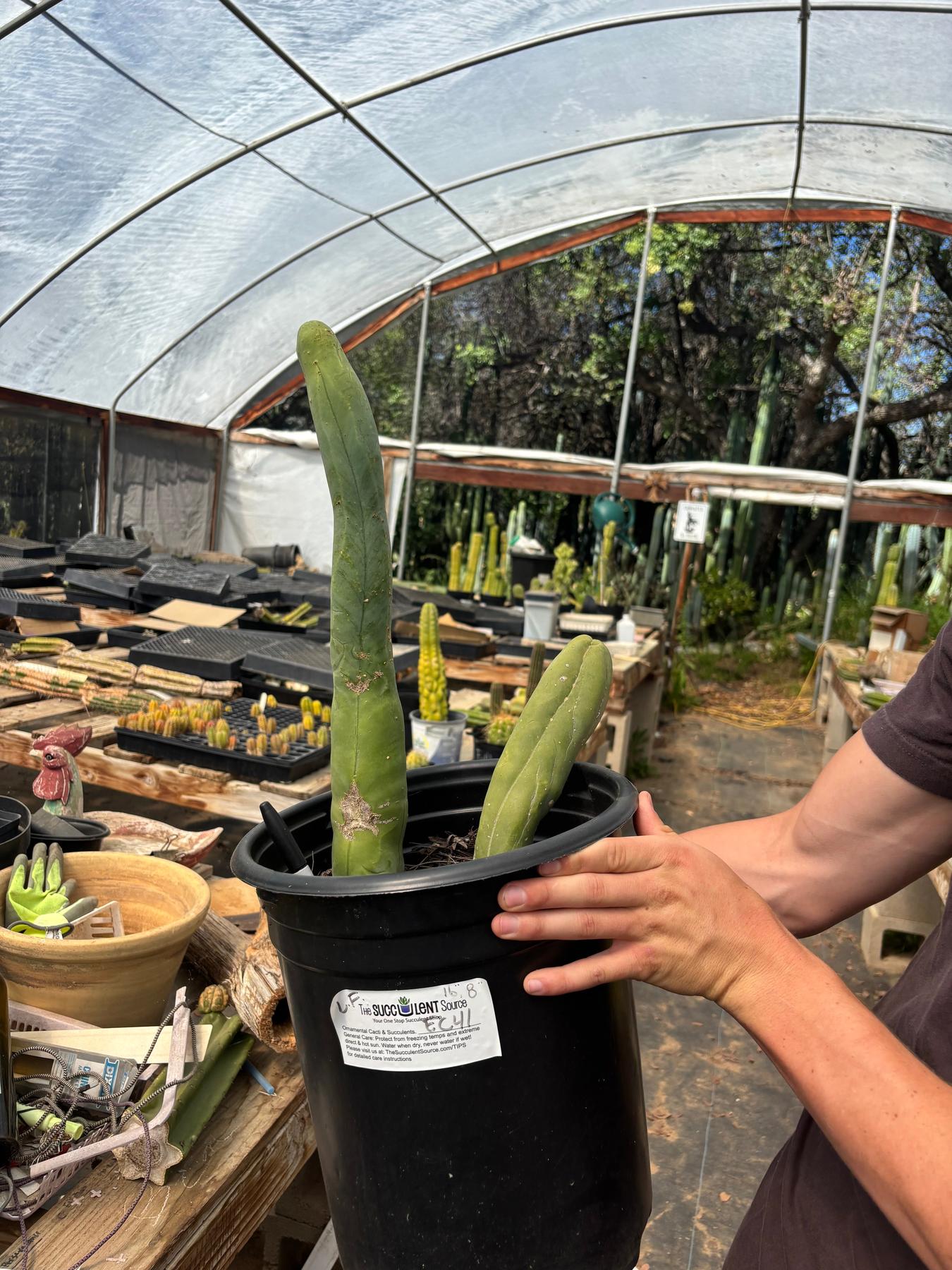 #EC41 EXACT Trichocereus Bridgesii Monstrose TBM Penis Cactus Long Form x 2-Cactus - Large - Exact-The Succulent Source