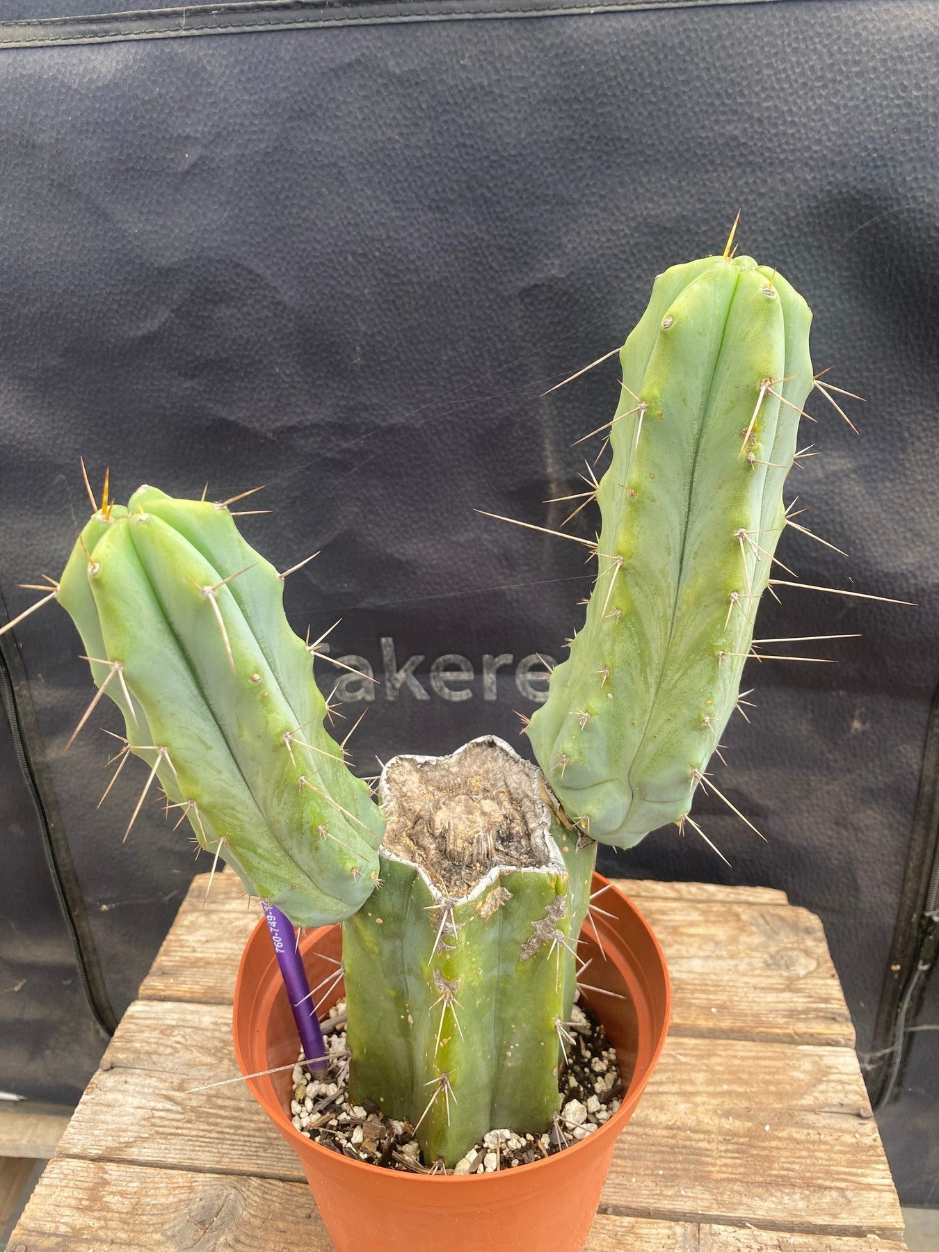 #EC42 EXACT Trichocereus Bridgesii Jiimz Cactus 11”-Cactus - Large - Exact-The Succulent Source