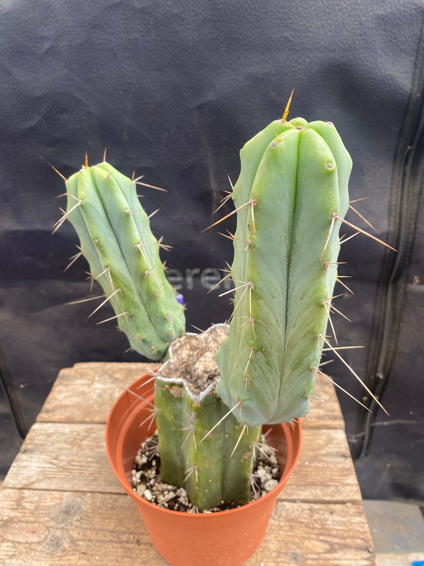 #EC42 EXACT Trichocereus Bridgesii Jiimz Cactus 11”-Cactus - Large - Exact-The Succulent Source