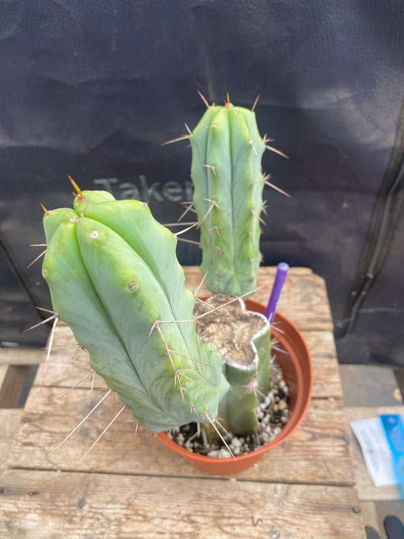 #EC42 EXACT Trichocereus Bridgesii Jiimz Cactus 11”