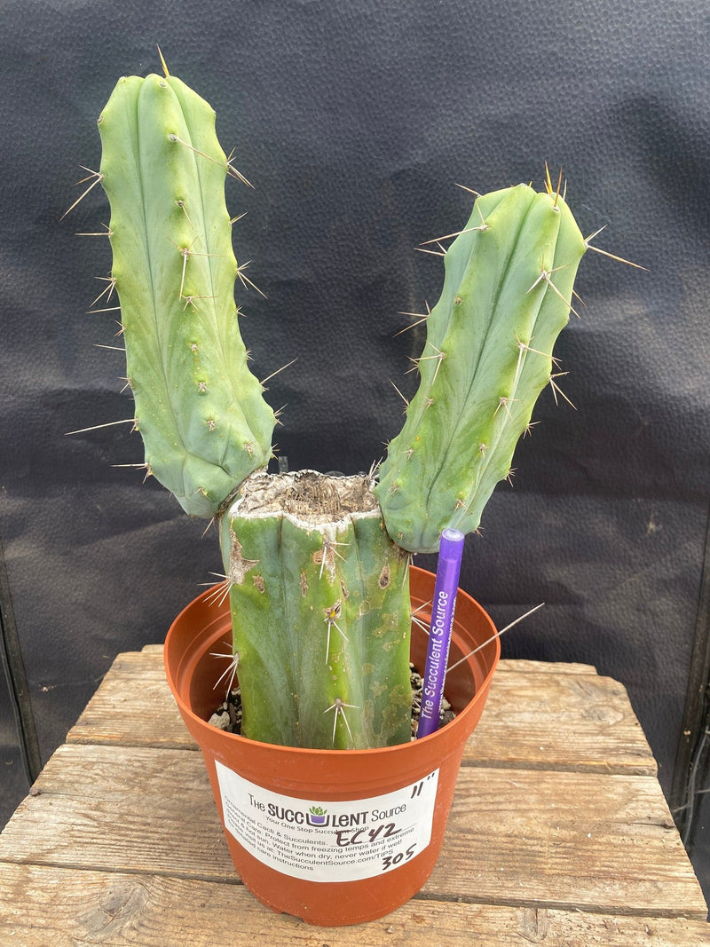 #EC42 EXACT Trichocereus Bridgesii Jiimz Cactus 11”