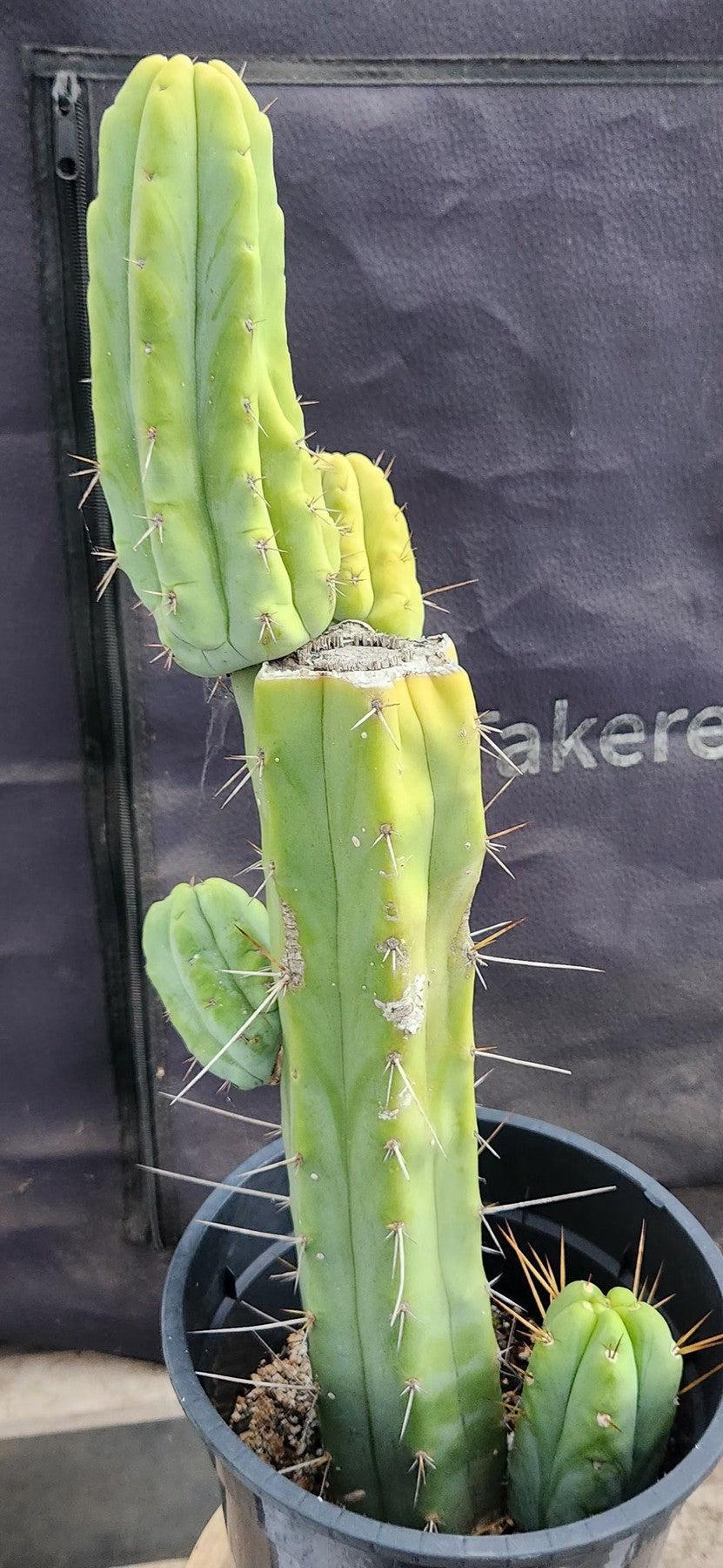 #EC42 EXACT Trichocereus Bridgesii Jiimz Cactus 18.5”-Cactus - Large - Exact-The Succulent Source