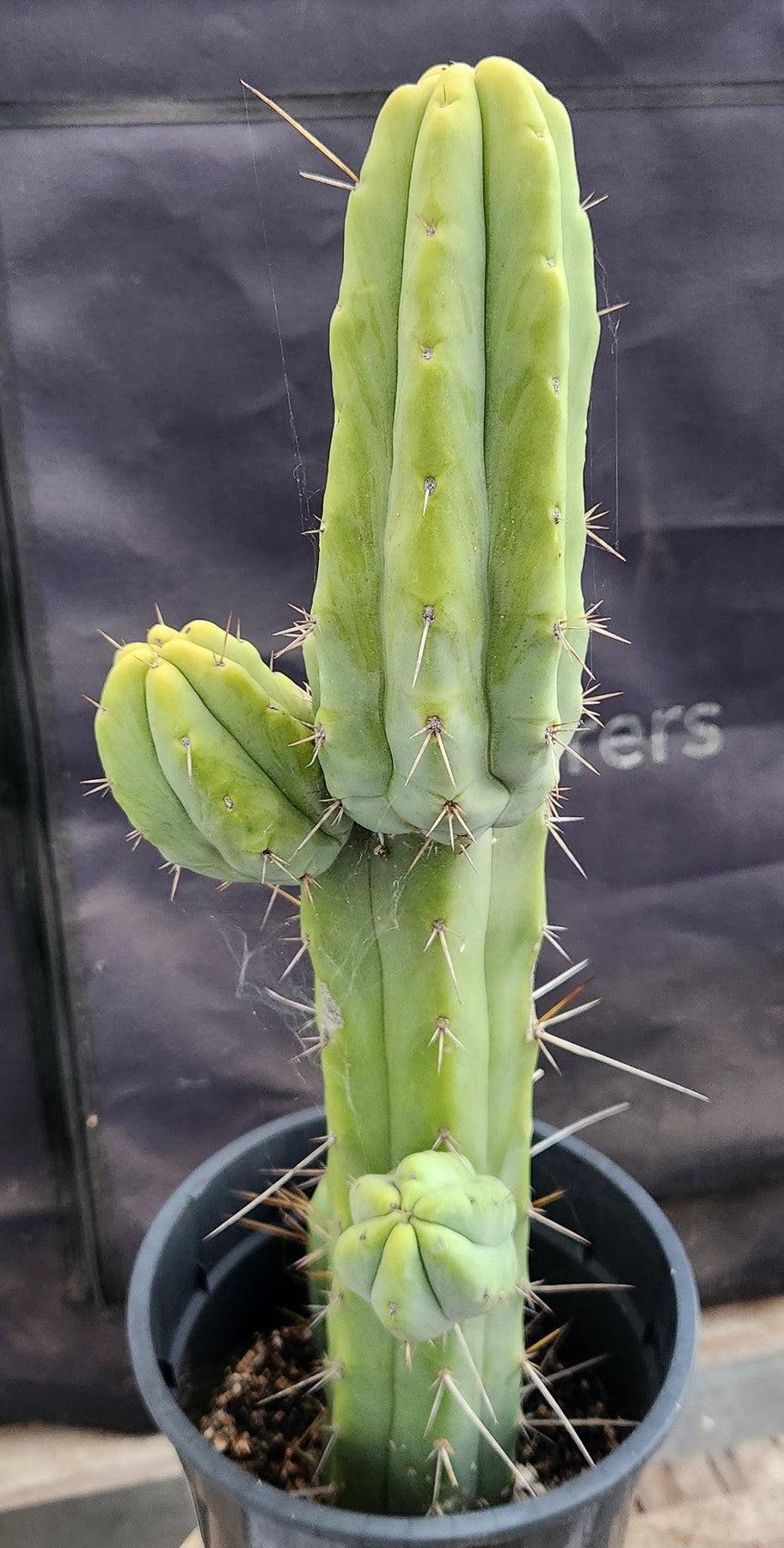 #EC42 EXACT Trichocereus Bridgesii Jiimz Cactus 18.5”-Cactus - Large - Exact-The Succulent Source