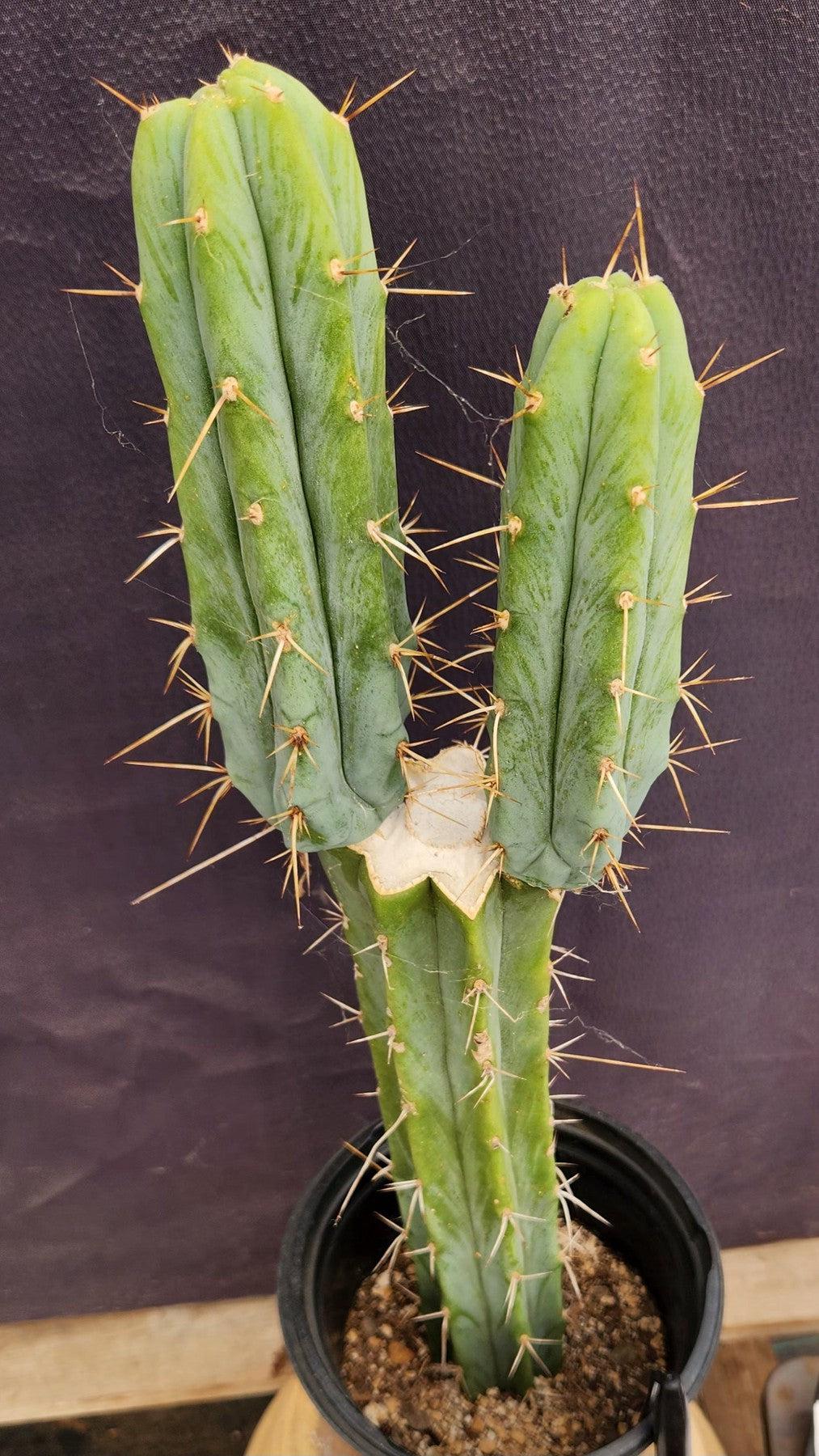 #EC42 EXACT Trichocereus Bridgesii Jiimz Cactus 19”-Cactus - Large - Exact-The Succulent Source