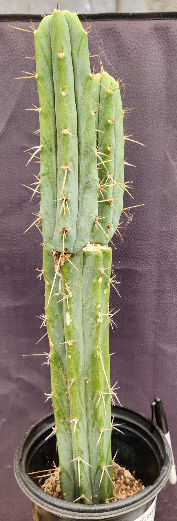 #EC42 EXACT Trichocereus Bridgesii Jiimz Cactus 19”-Cactus - Large - Exact-The Succulent Source