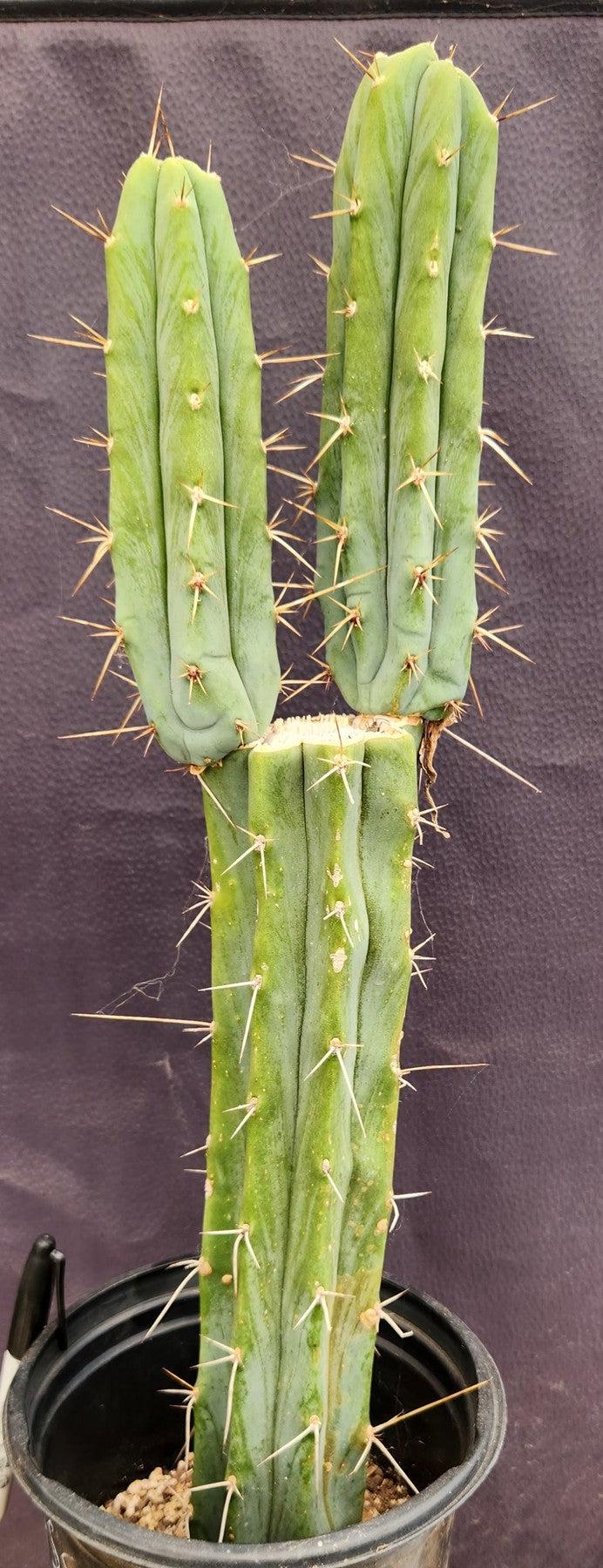 #EC42 EXACT Trichocereus Bridgesii Jiimz Cactus 19”-Cactus - Large - Exact-The Succulent Source