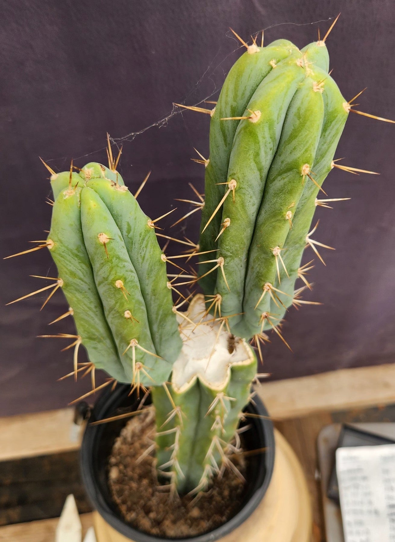 #EC42 EXACT Trichocereus Bridgesii Jiimz Cactus 19”-Cactus - Large - Exact-The Succulent Source