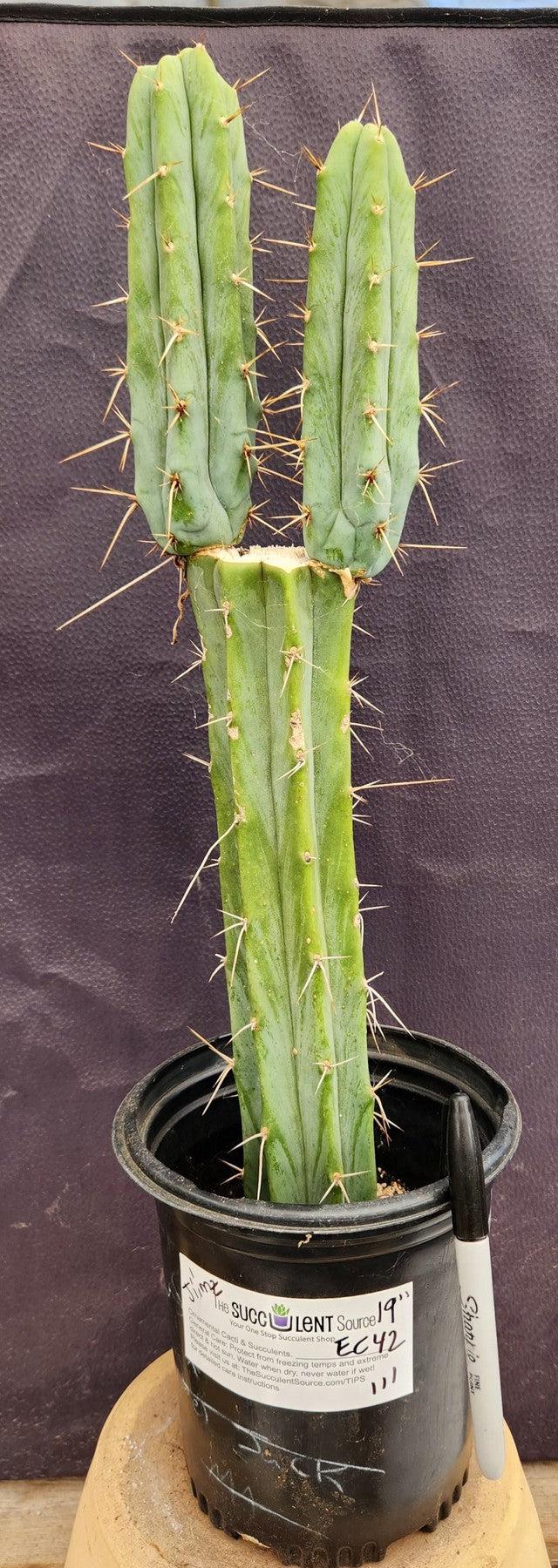 #EC42 EXACT Trichocereus Bridgesii Jiimz Cactus 19”-Cactus - Large - Exact-The Succulent Source