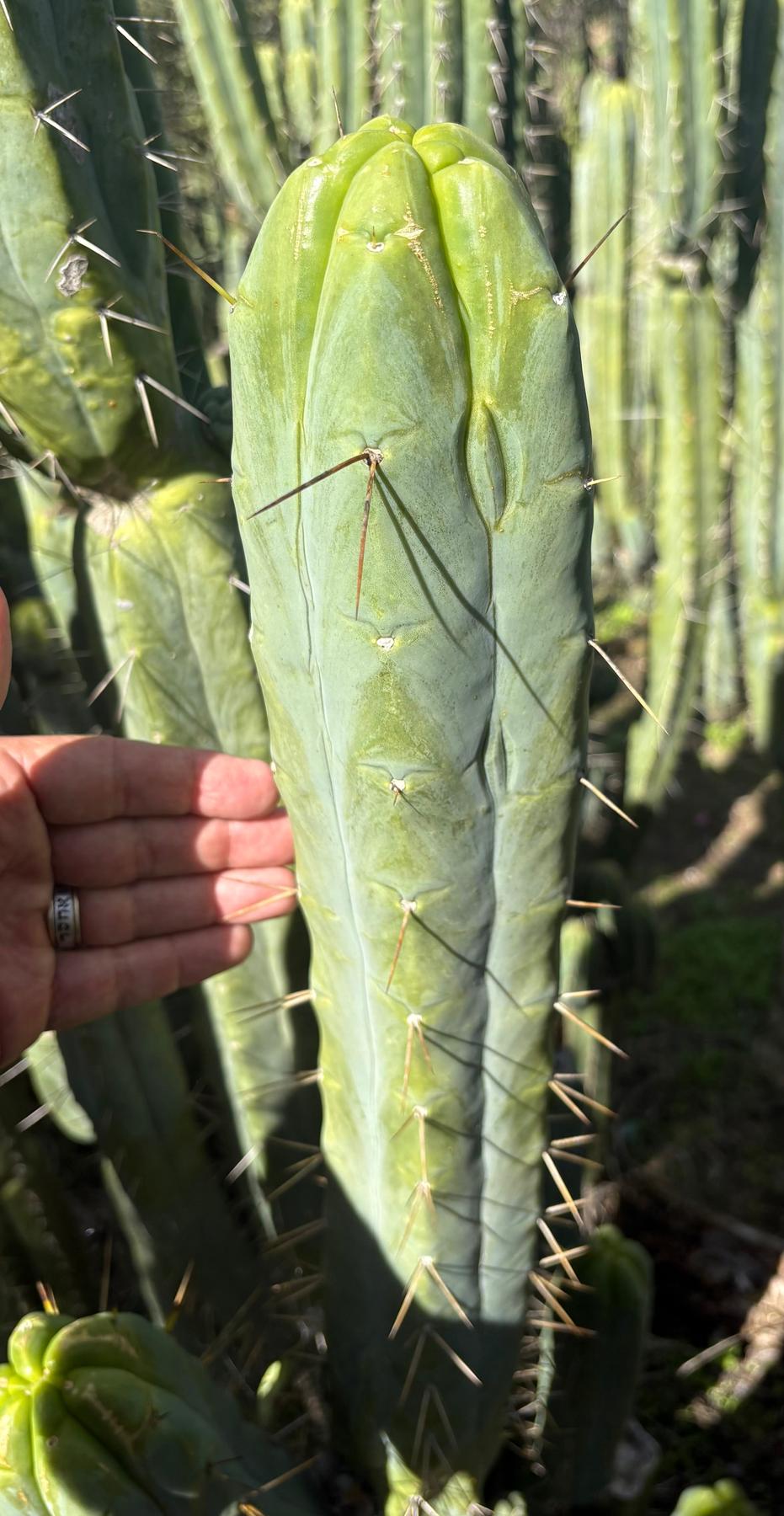 #EC42 EXACT Trichocereus Bridgesii Jiimz “Riibz” Cactus 10-12” Cutting-Cactus - Large - Exact-The Succulent Source