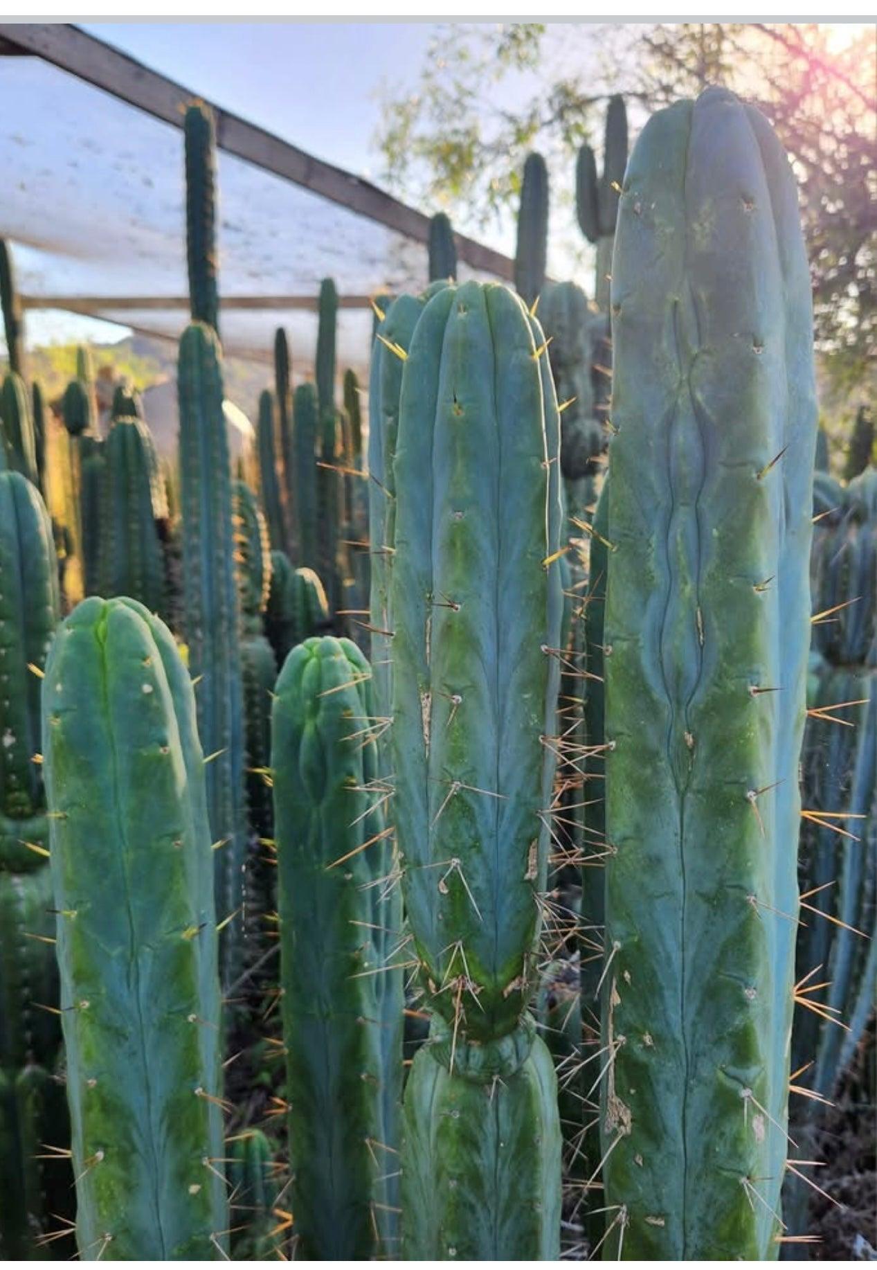 #EC42 EXACT Trichocereus Bridgesii Jiimz “Riibz” Cactus 10-12” Cutting-Cactus - Large - Exact-The Succulent Source