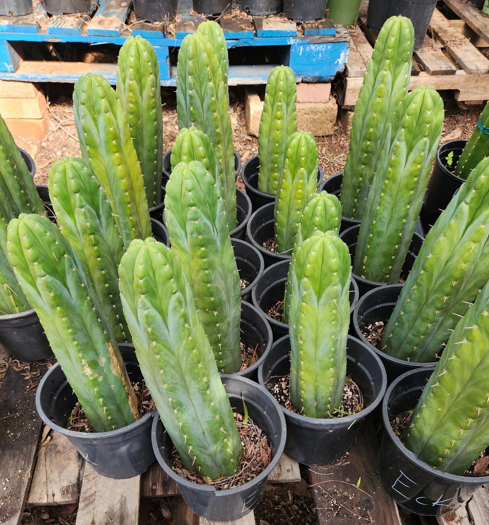 #EC43 EXACT Trichocereus Pachanoi ECK Cactus 16"-Cactus - Large - Exact-The Succulent Source