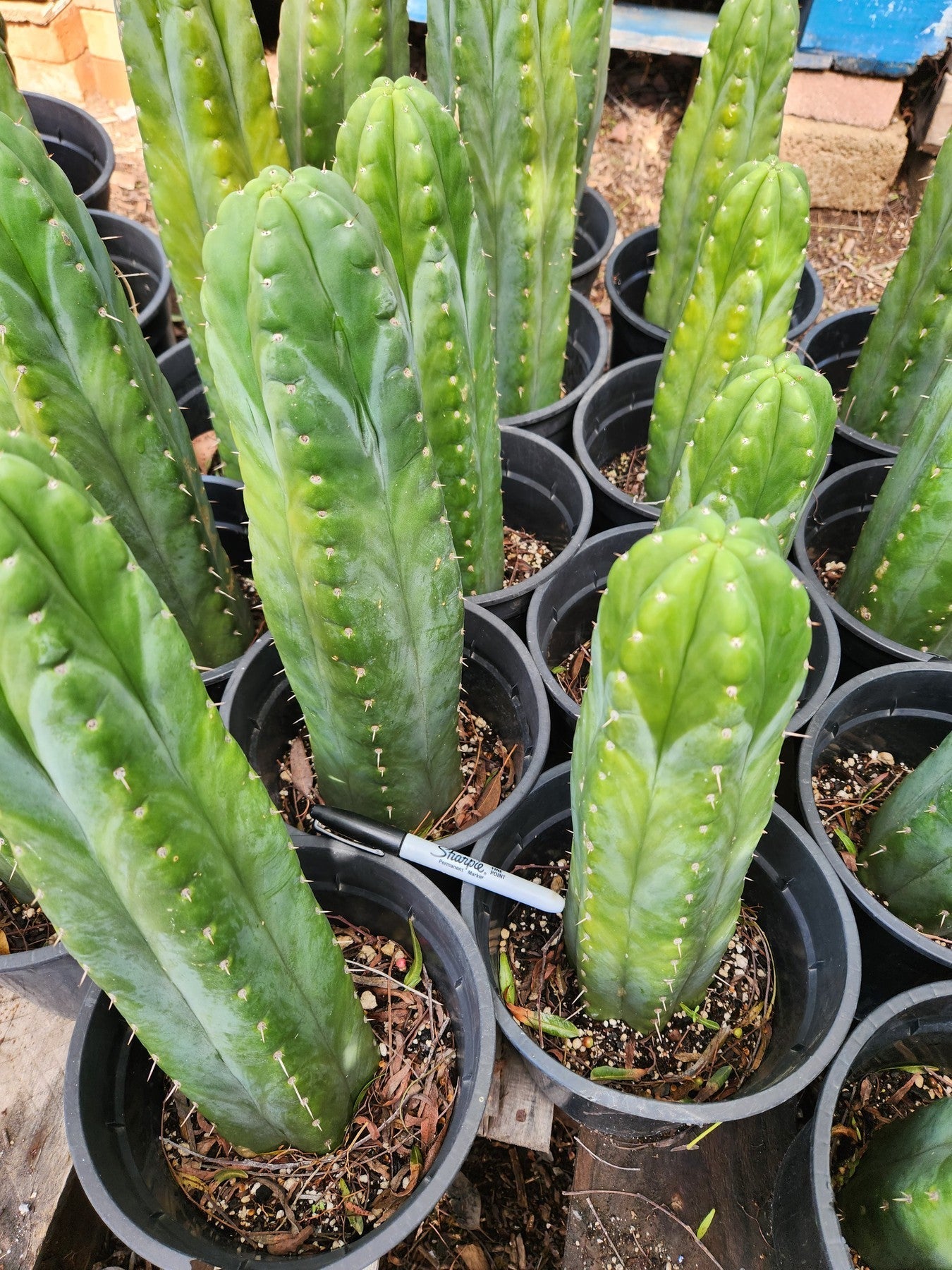 #EC43 EXACT Trichocereus Pachanoi ECK Cactus 16"-Cactus - Large - Exact-The Succulent Source