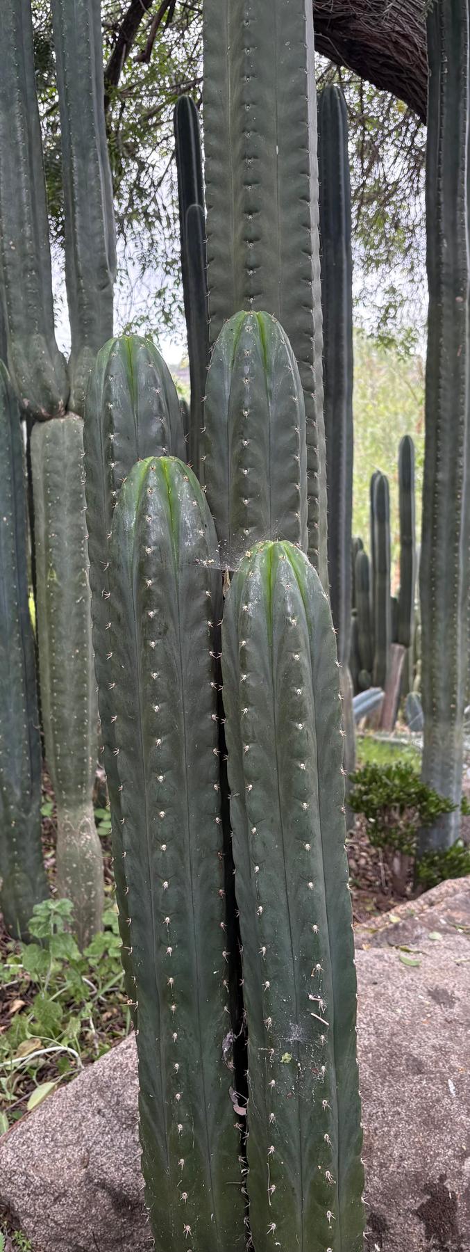 #EC43 EXACT Trichocereus Pachanoi ECK Cactus Potted and Cuttings-Cactus - Large - Exact-The Succulent Source