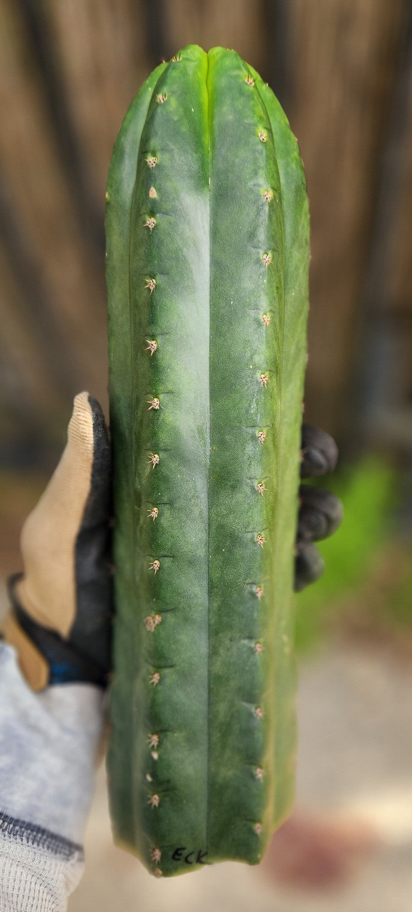 succulent source san pedro #EC43 Trichocereus Pachanoi ECK Cactus Potted and Cuttings Pachanoi ECK 12" CUTTING