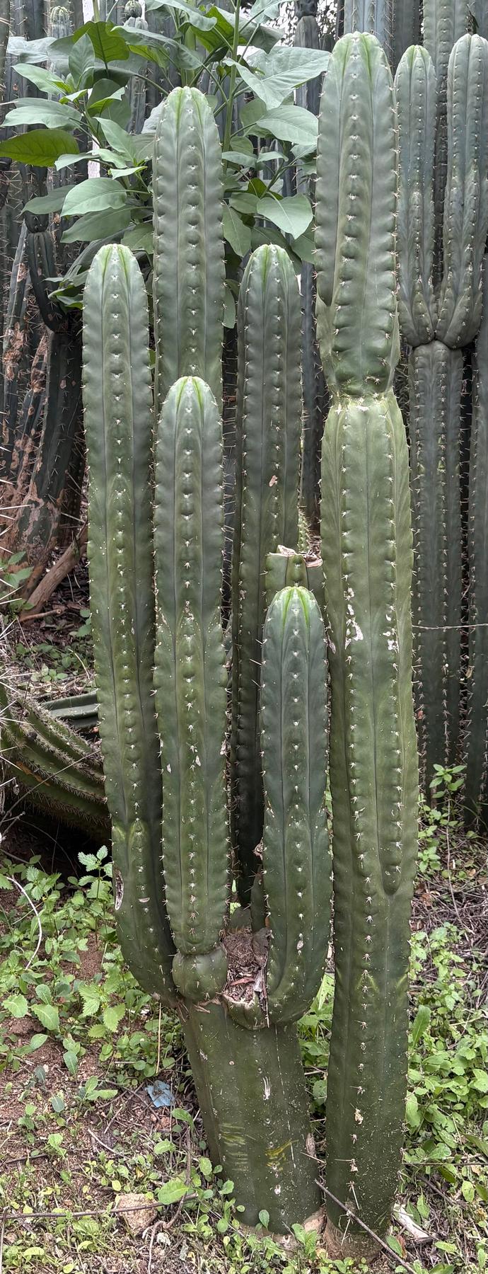 #EC43 EXACT Trichocereus Pachanoi ECK Cactus Potted and Cuttings-Cactus - Large - Exact-The Succulent Source